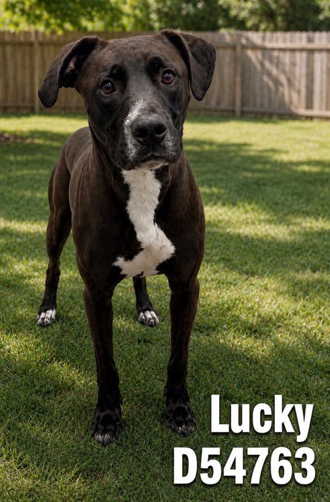 Lucky, Adoptable, Adult Male Mixed Breed.