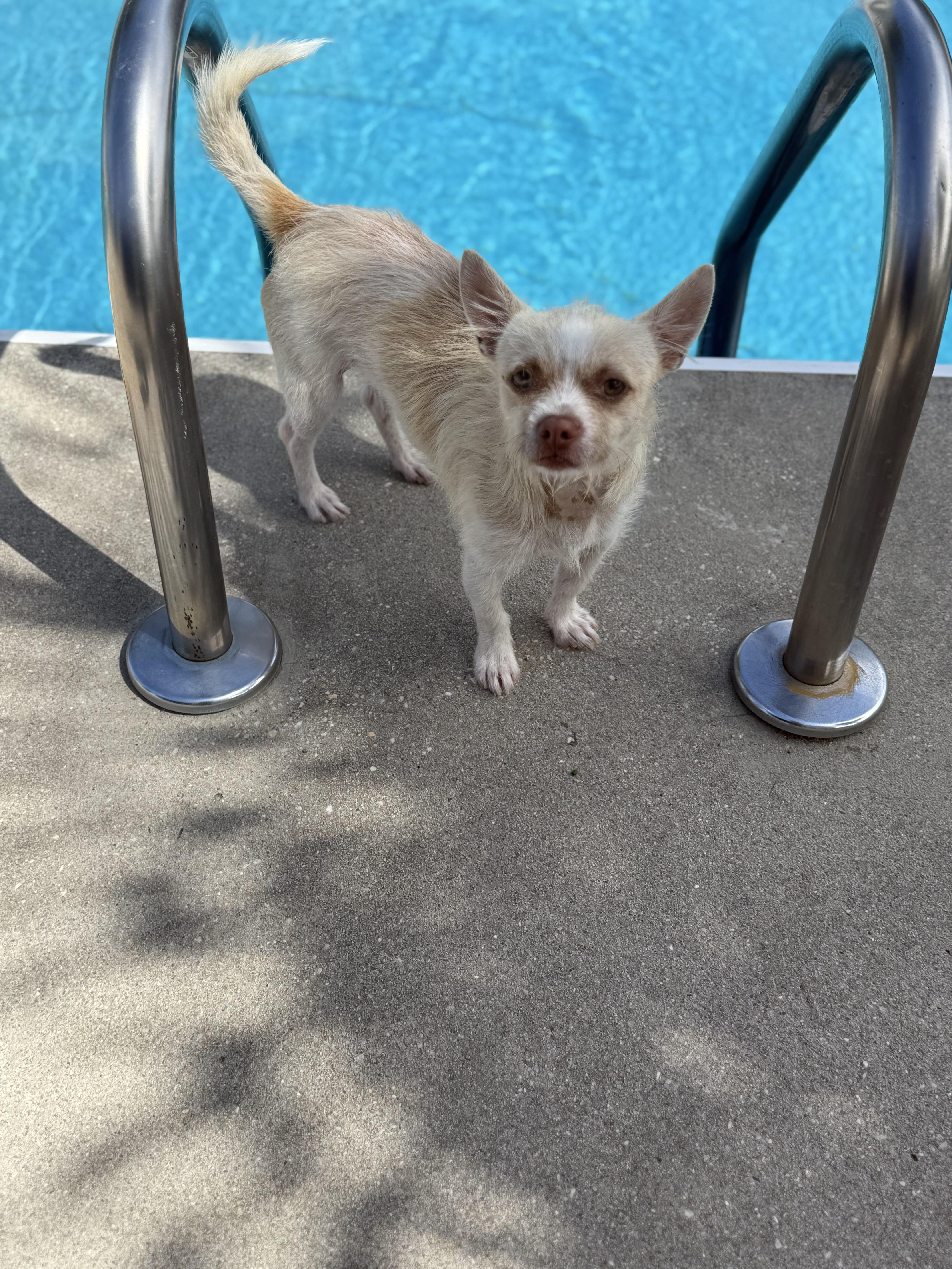 Lester, Adoptable, Young Male Chihuahua & Airedale Terrier.