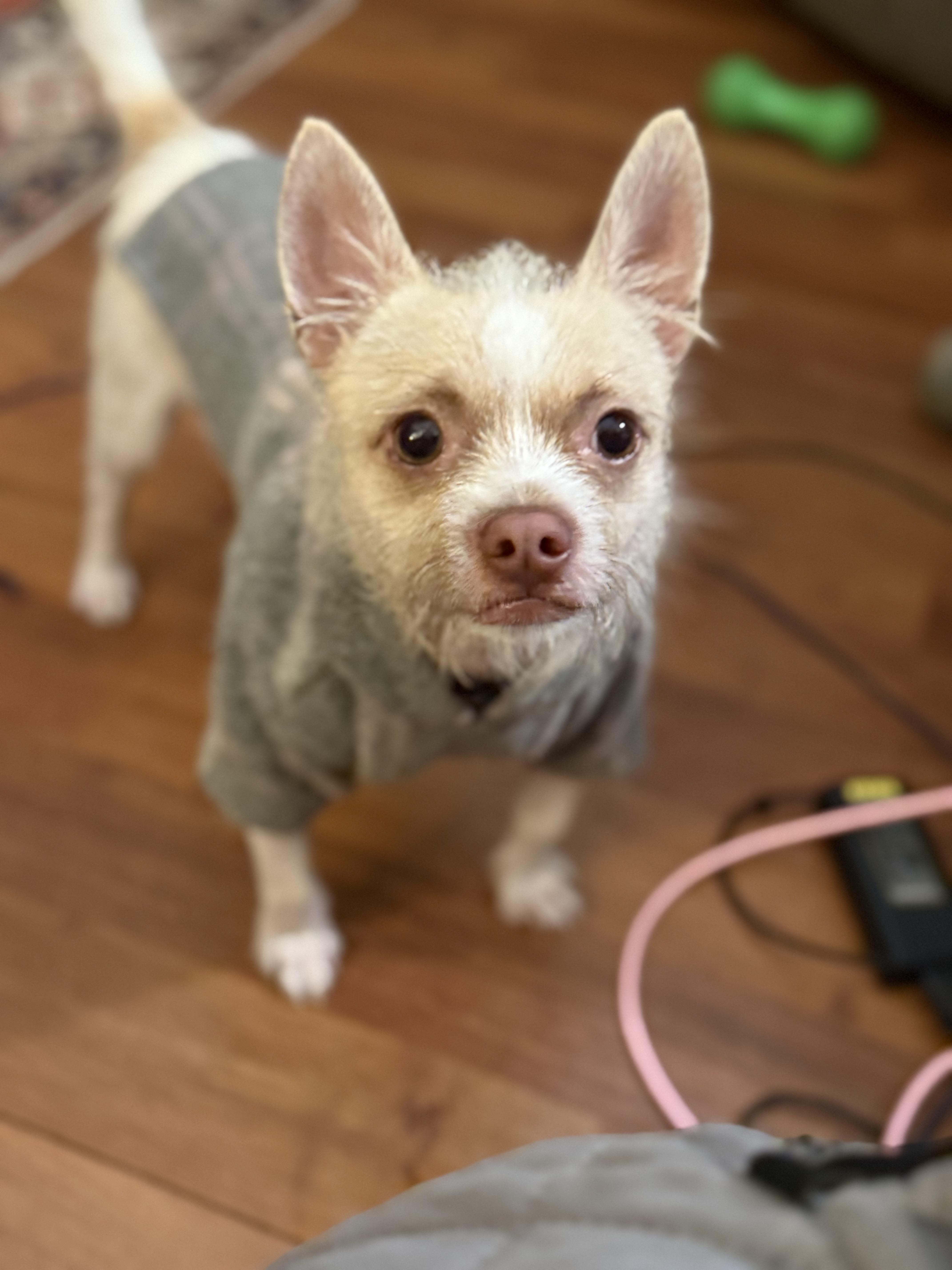 Enlarge Lester, a Adoptable mixed breed in Hartsville, SC image 4/6