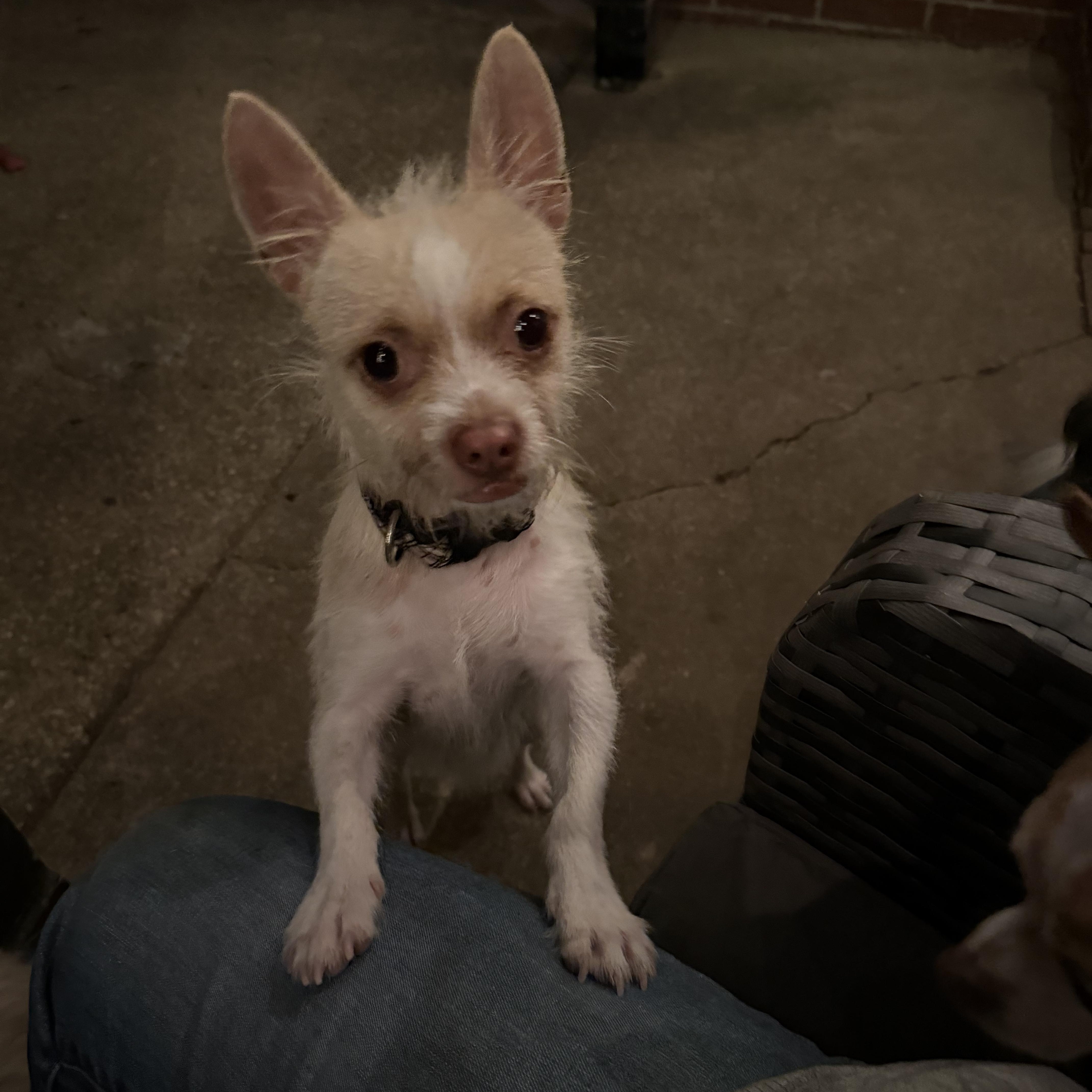 Enlarge Lester, a Adoptable mixed breed in Hartsville, SC image 5/6