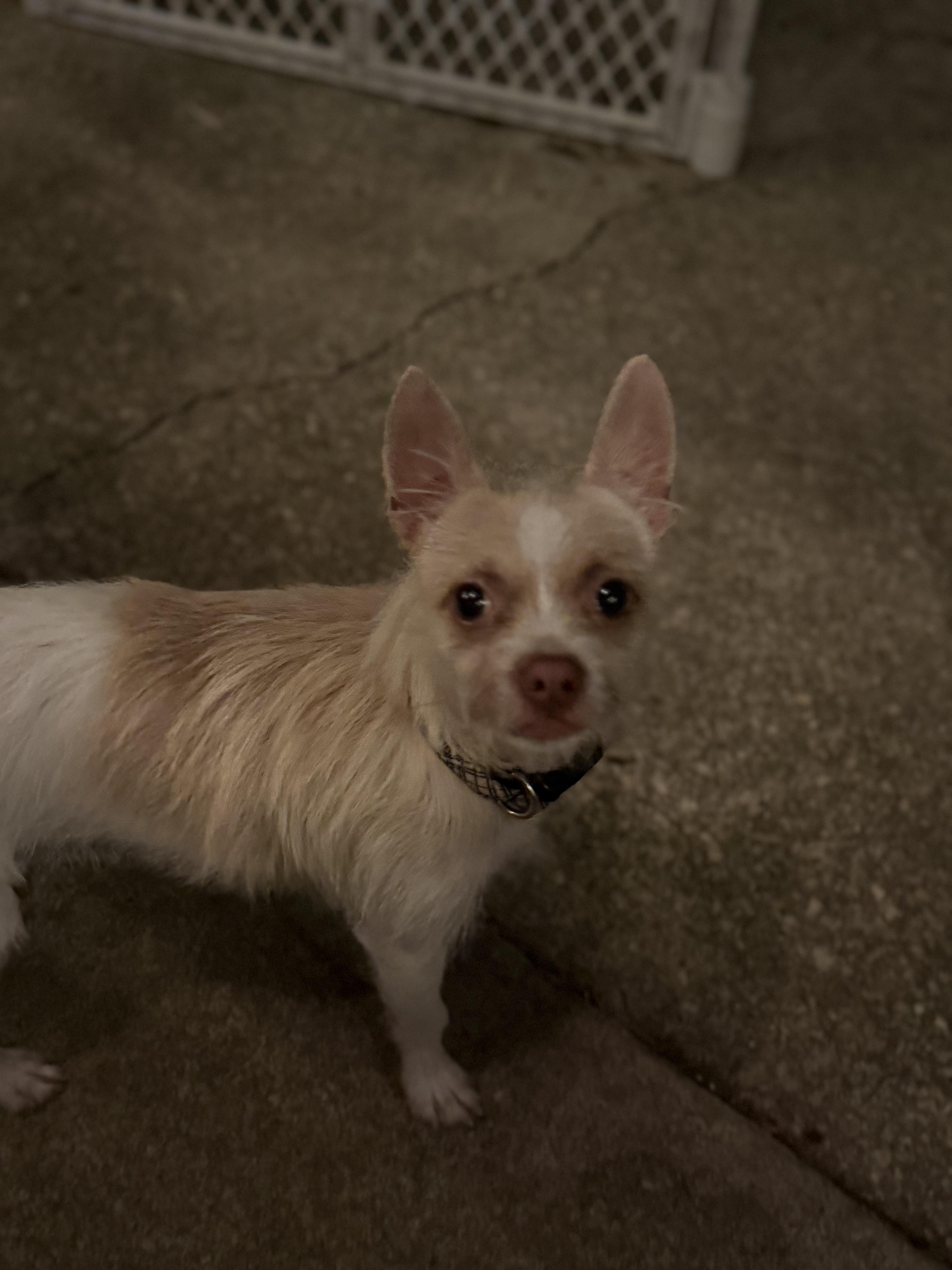 Enlarge Lester, a Adoptable mixed breed in Hartsville, SC image 6/6