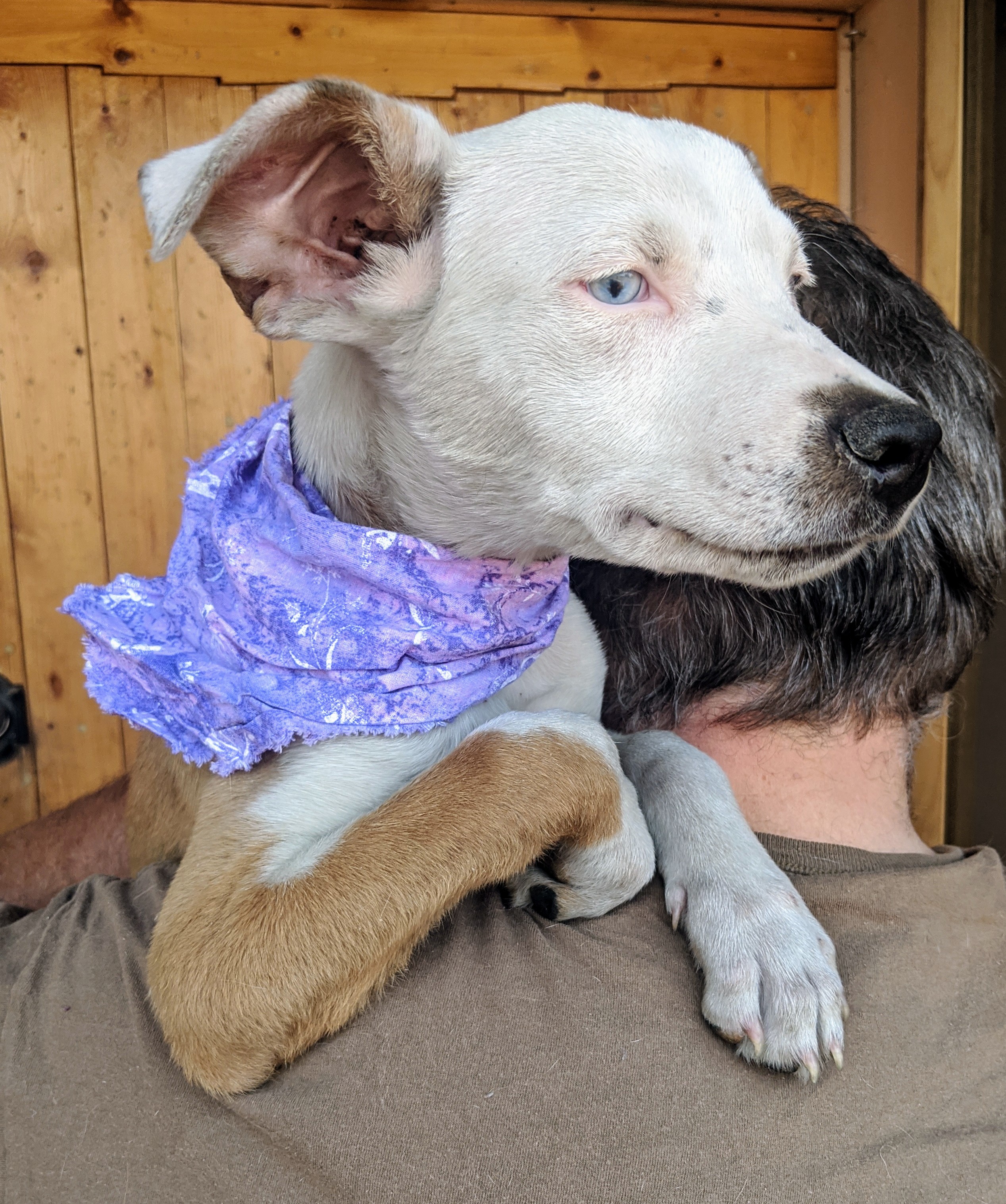 DAISY and FOLIE, Adoptable, Adult Female Catahoula Leopard Dog & Australian Shepherd.