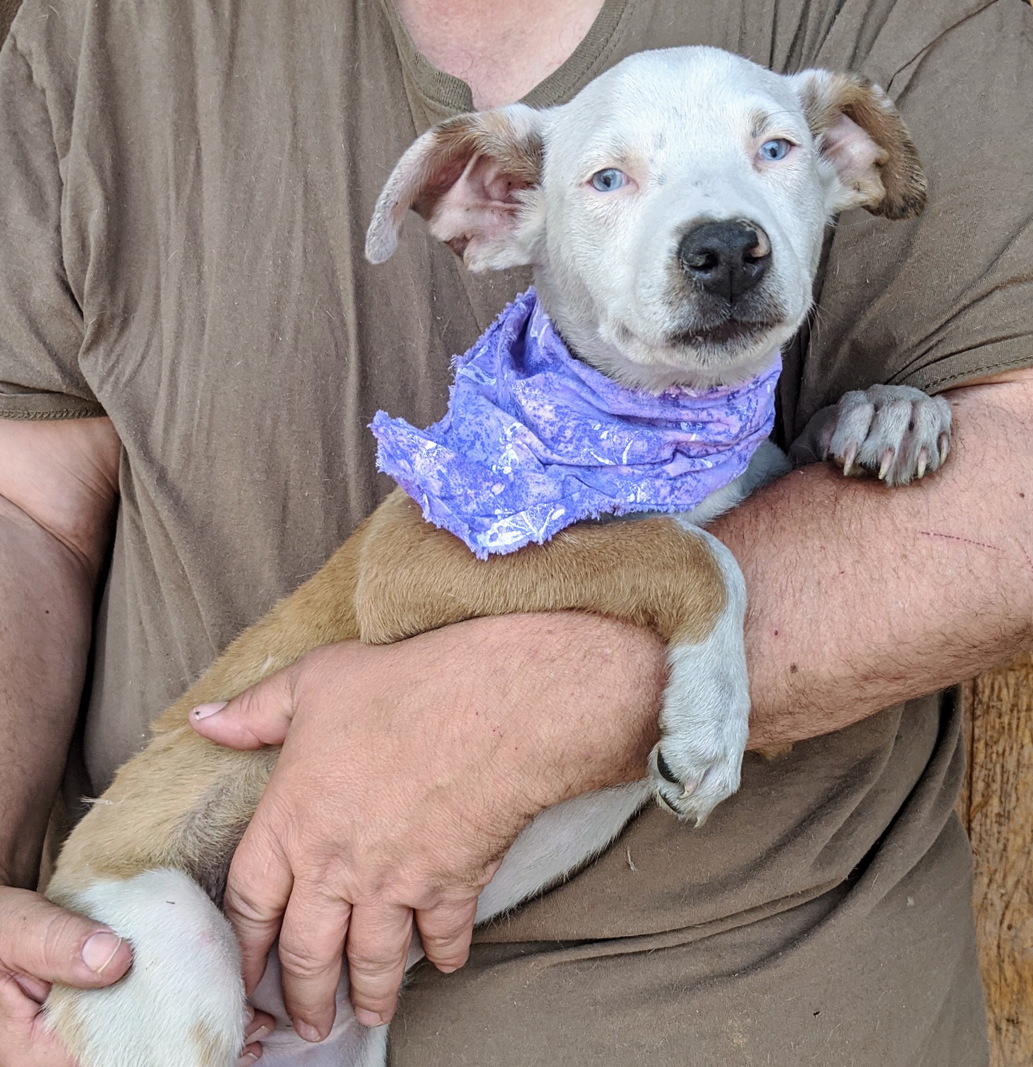 Enlarge DAISY and FOLIE, a Adoptable mixed breed in Pena Blanca, NM image 2/10