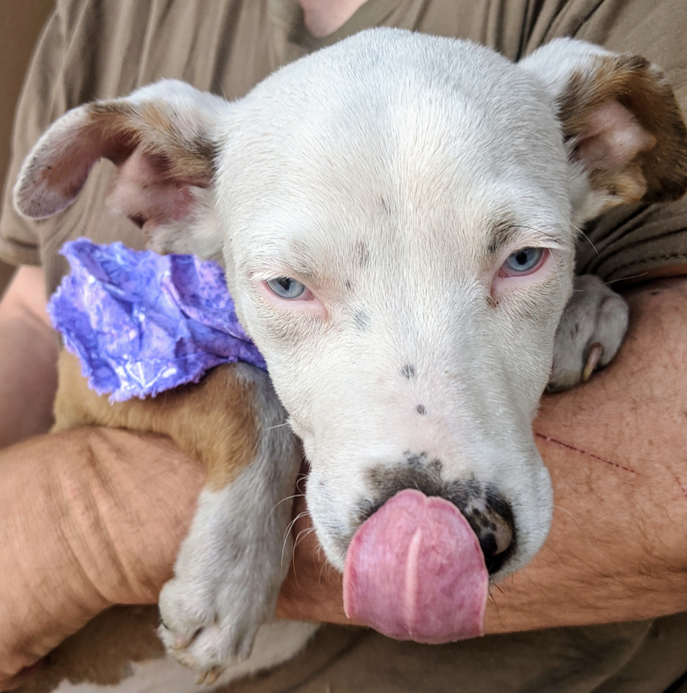 Enlarge DAISY and FOLIE, a Adoptable mixed breed in Pena Blanca, NM image 3/10