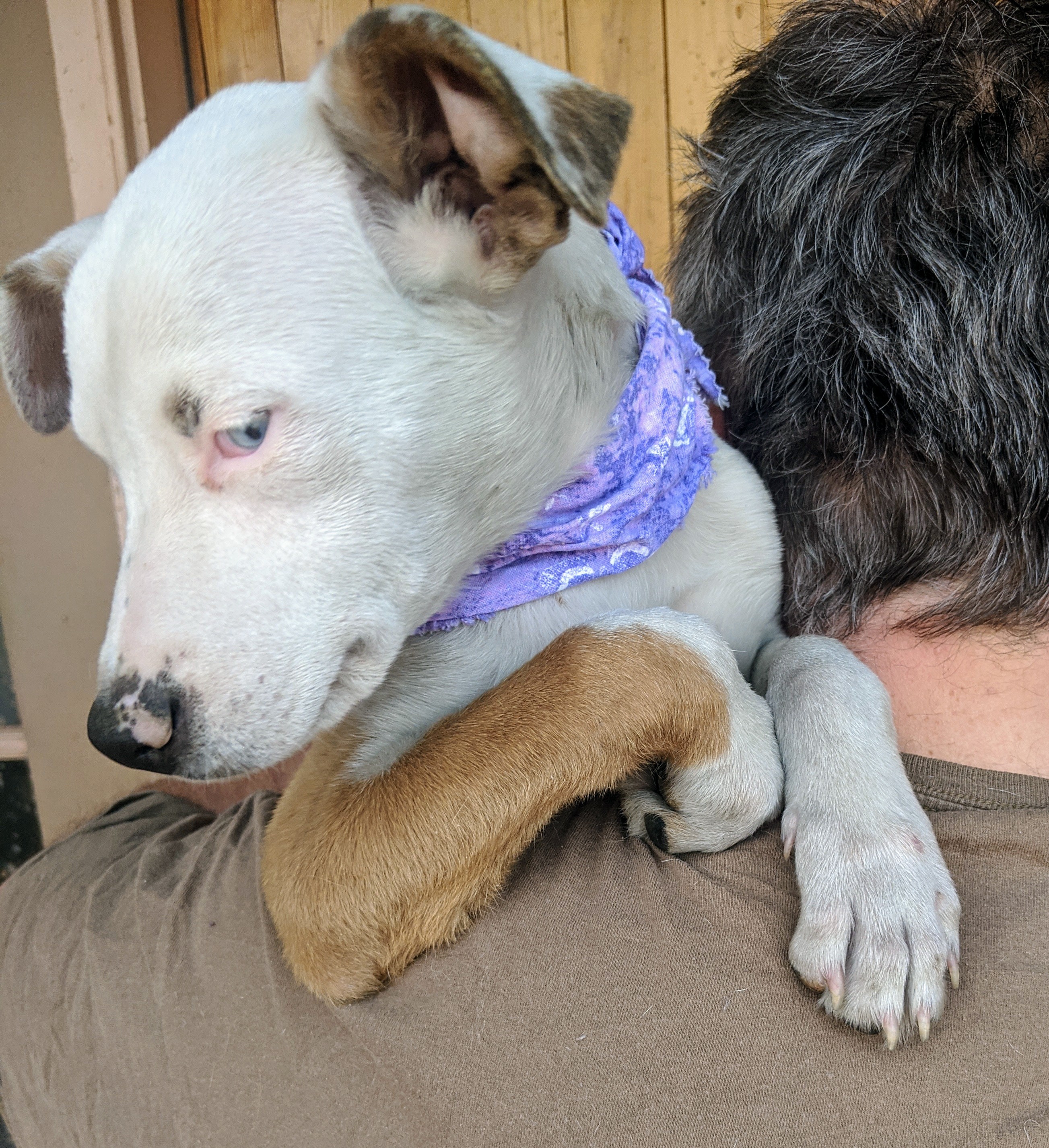 Enlarge DAISY and FOLIE, a Adoptable mixed breed in Pena Blanca, NM image 4/10