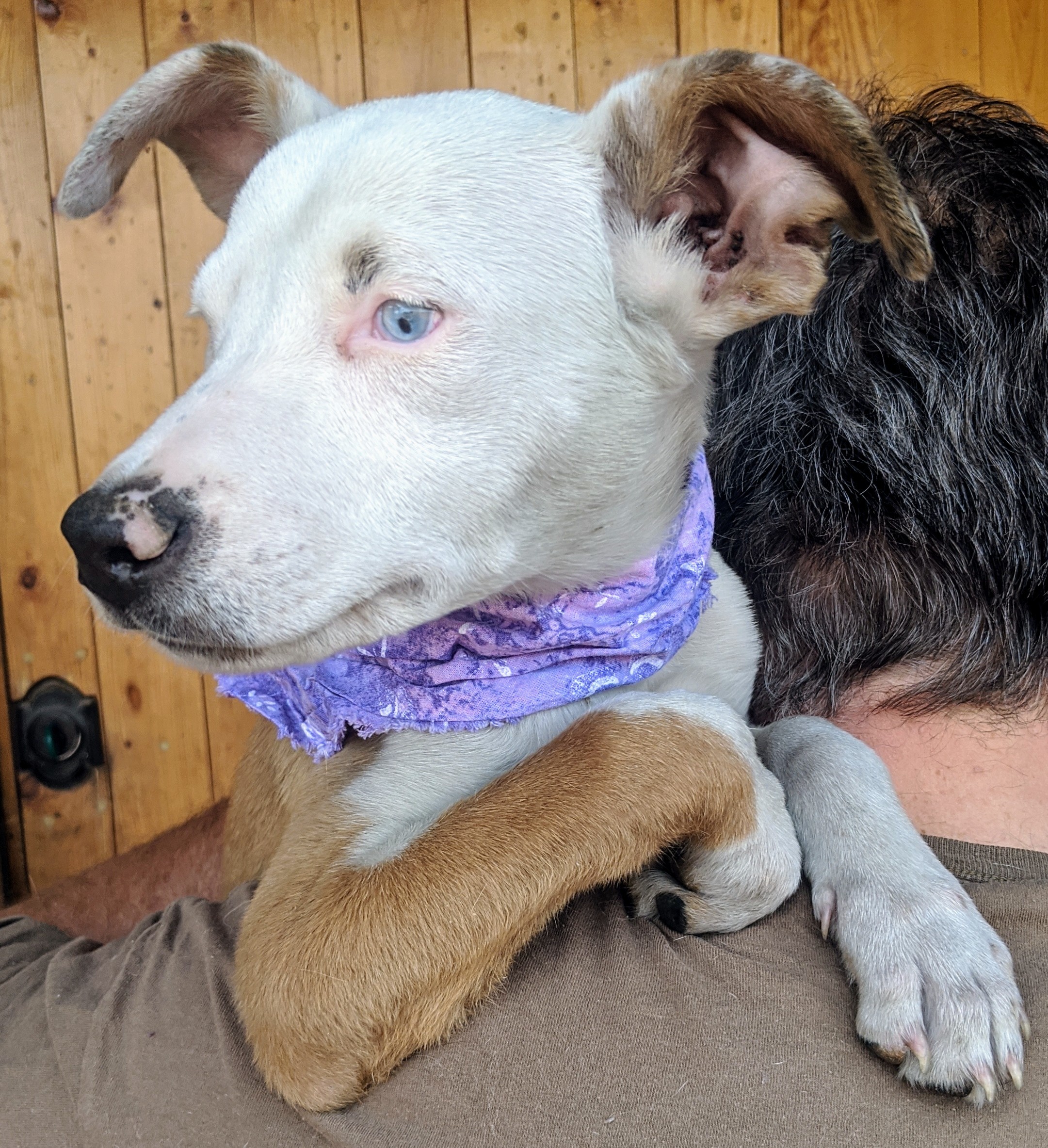 Enlarge DAISY and FOLIE, a Adoptable mixed breed in Pena Blanca, NM image 5/10