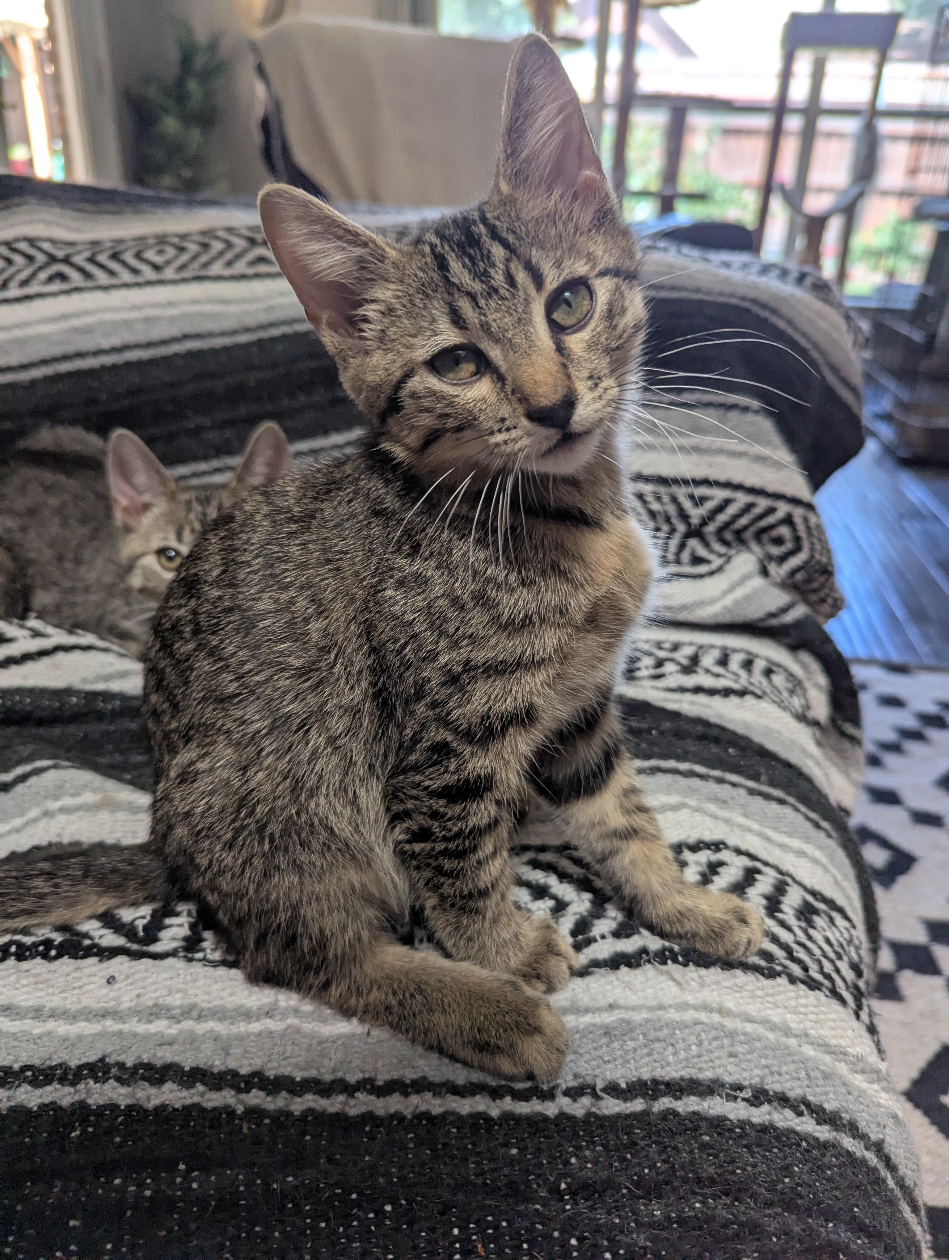 Nubs, a Adoptable Domestic Short Hair image 5/6