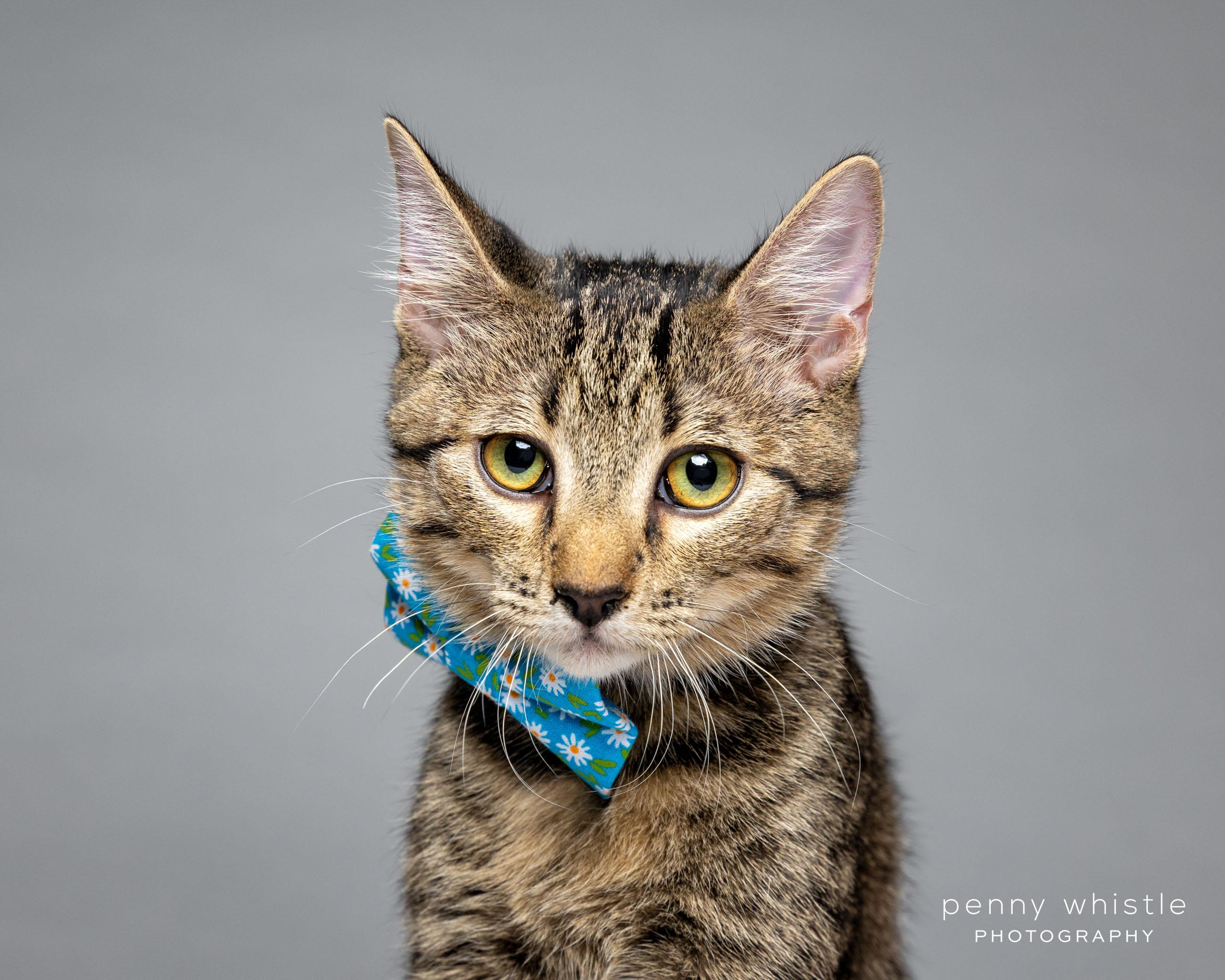 Nubs, a Adoptable Domestic Short Hair image 2/6