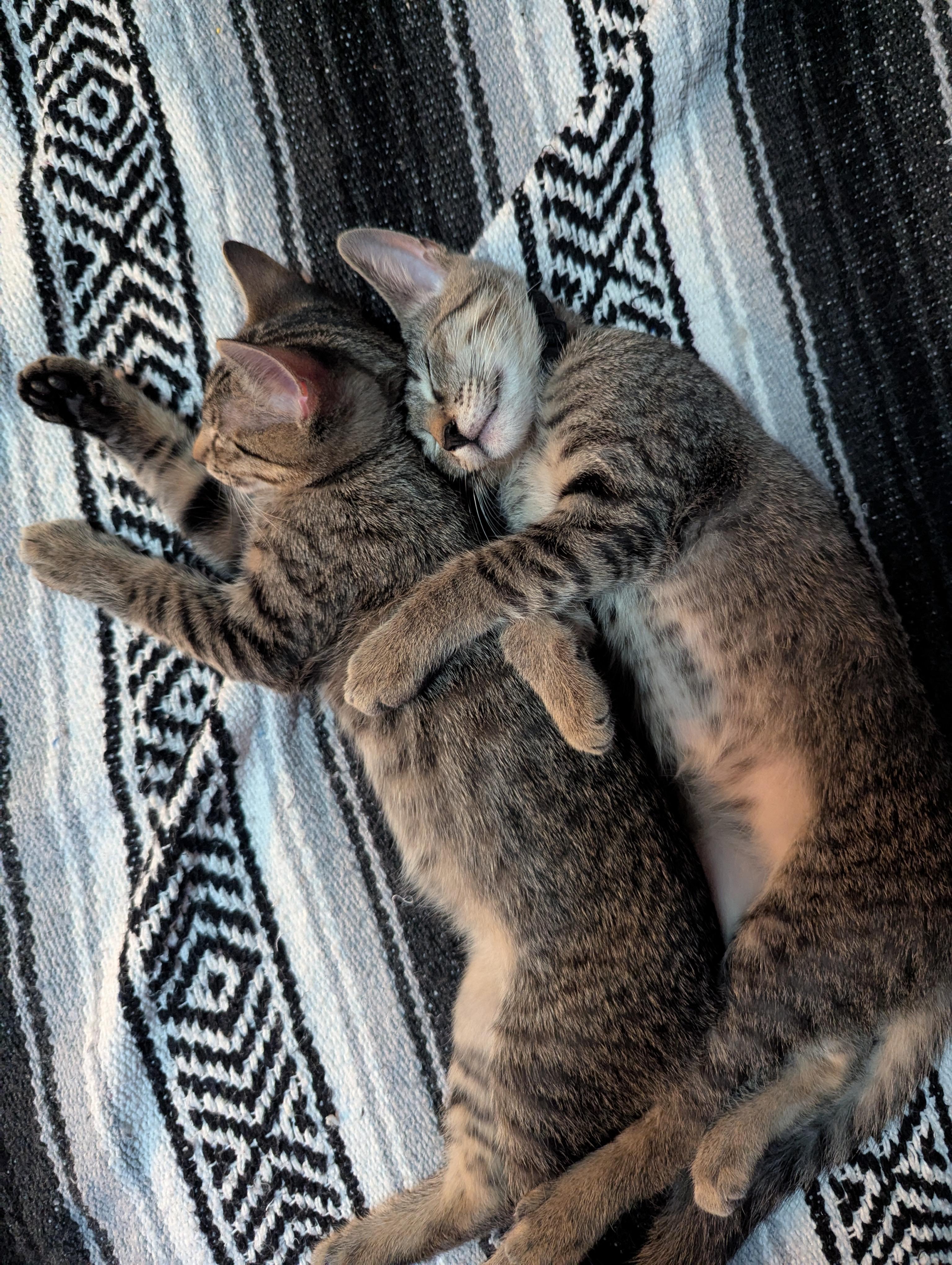 Nubs, a Adoptable Domestic Short Hair image 6/6