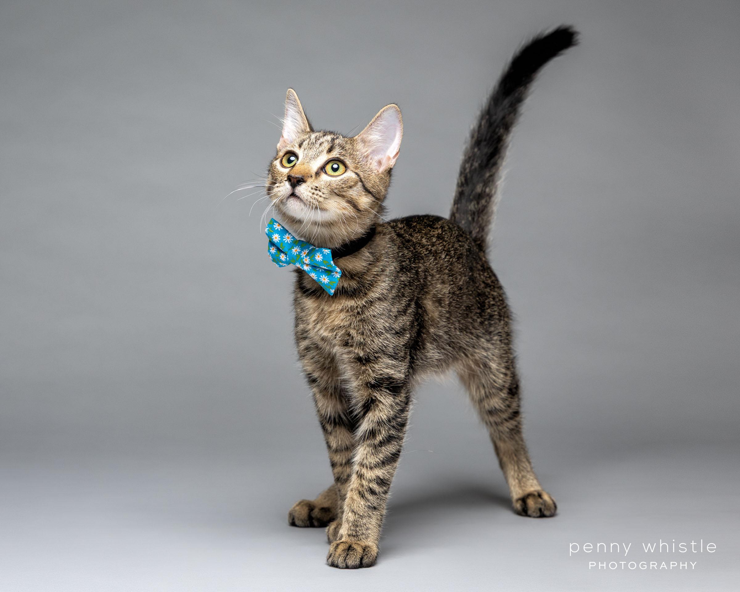 Nubs, a Adoptable Domestic Short Hair image 1/6
