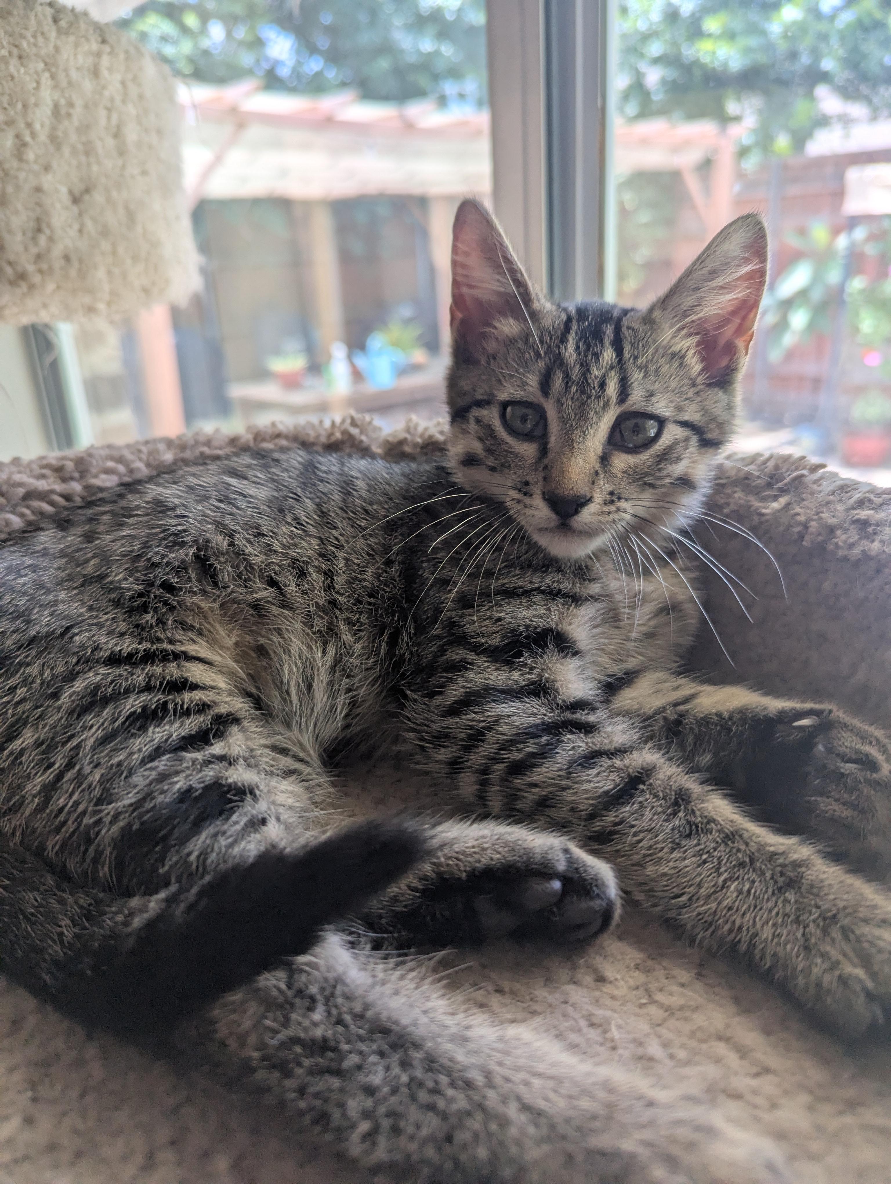 Nubs, Adoptable, Young Male Domestic Short Hair.