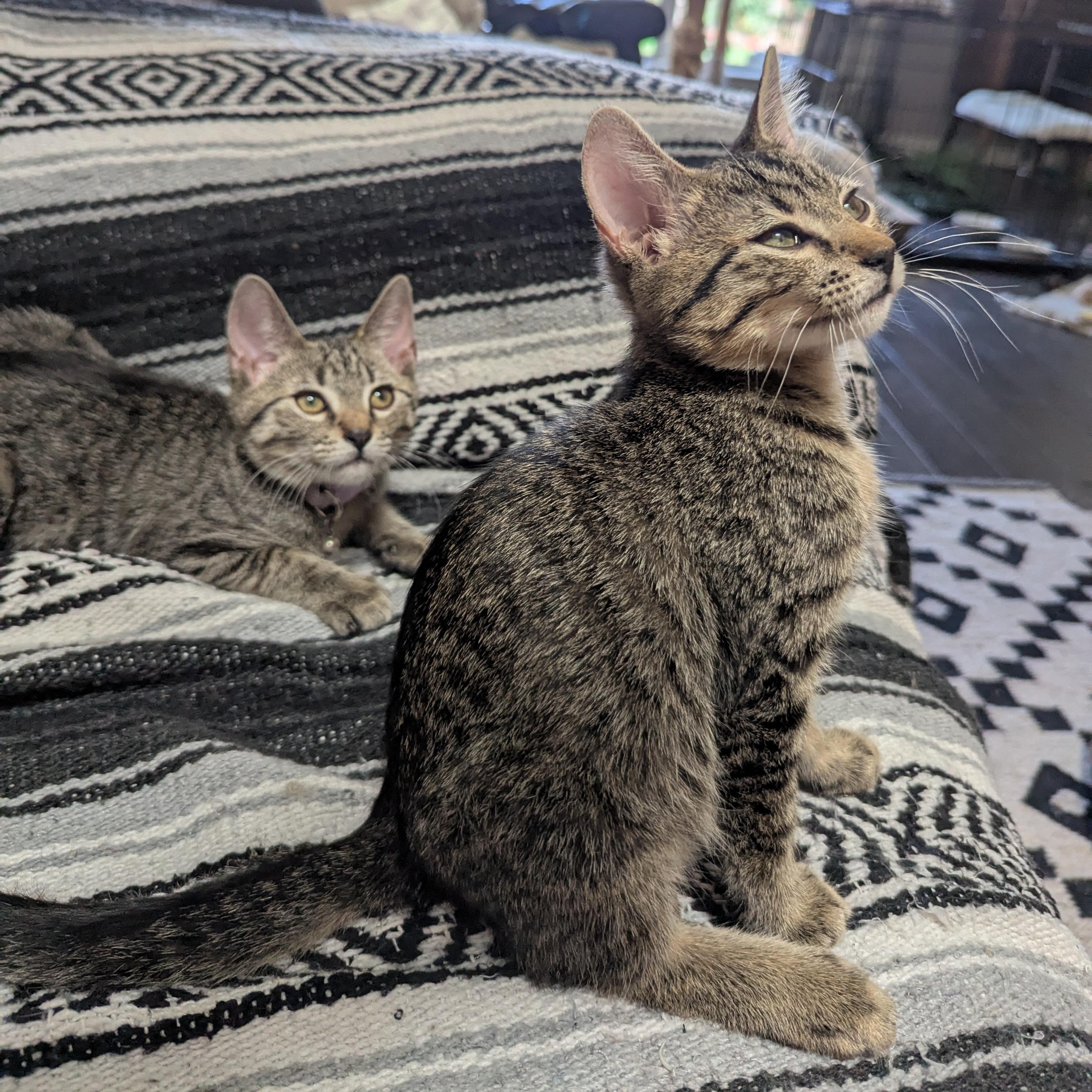 Nubs, a Adoptable Domestic Short Hair image 4/6