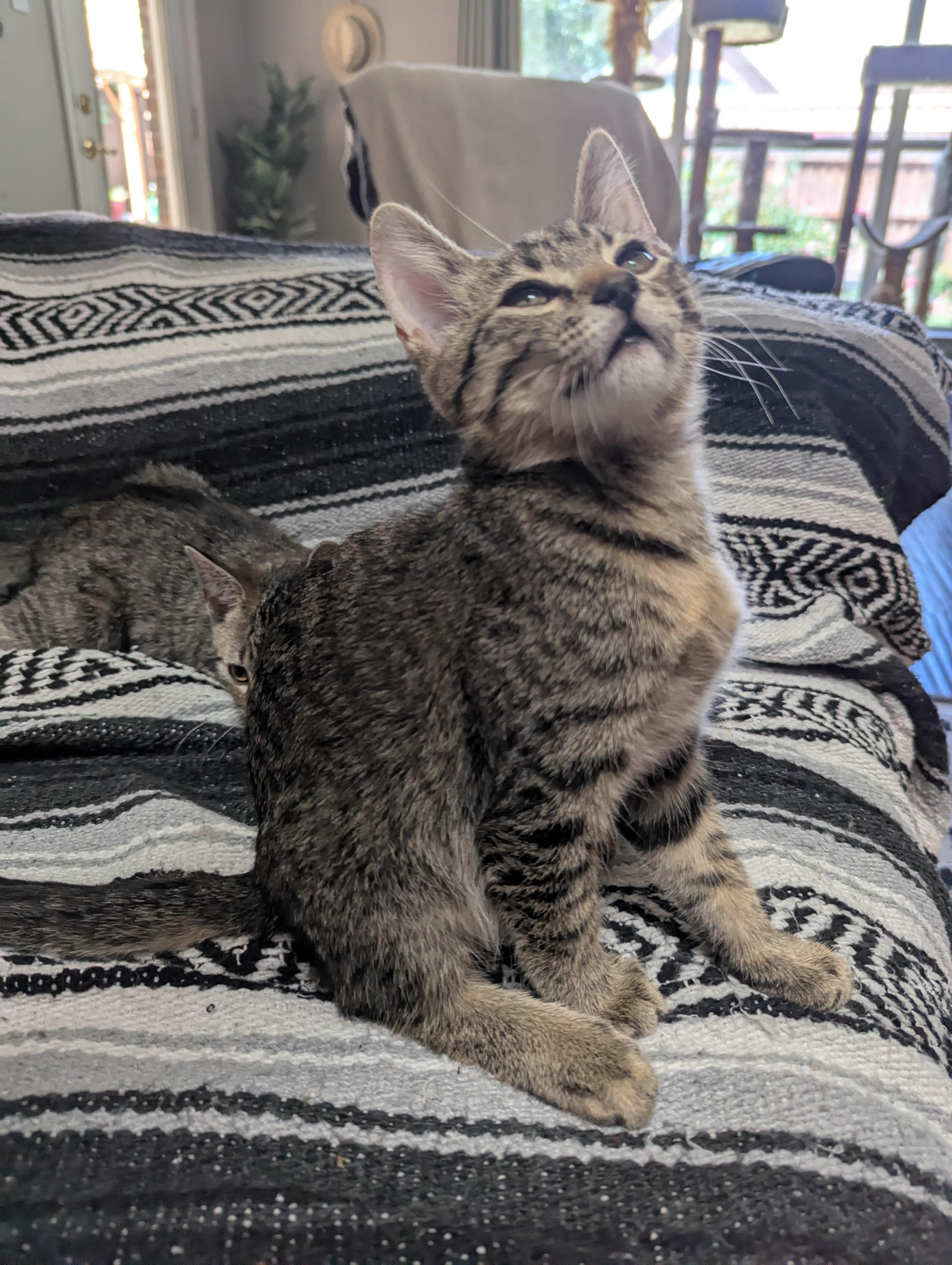 Nubs