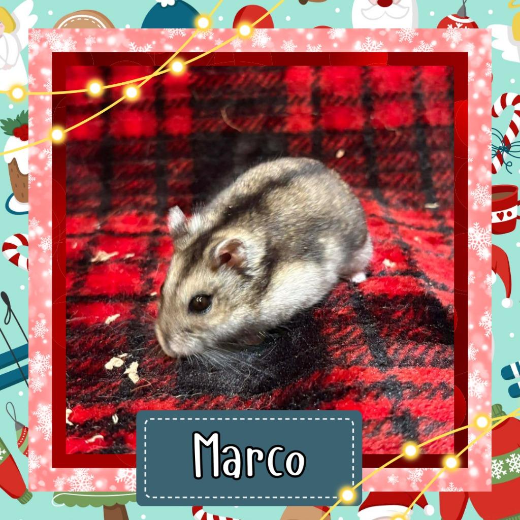 Enlarge Marco, a Adoptable Hamster in Elizabethtown, KY image 1/1