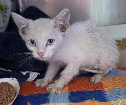 Enlarge 61605188, a Adoptable mixed breed in El Paso, TX image 1/1
