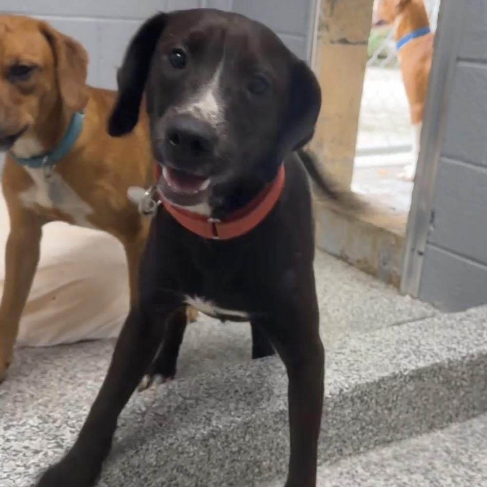 Cal, Adoptable, Young Male Retriever & Hound.
