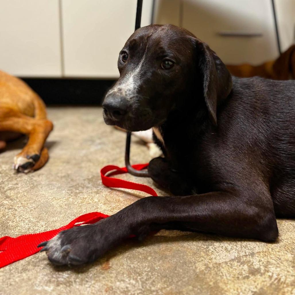 Enlarge Cal, a Adoptable mixed breed in Shinnston, WV image 2/2