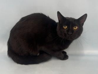 Turkey Jerky, Adoptable, Young Male Domestic Short Hair & Domestic Short Hair.