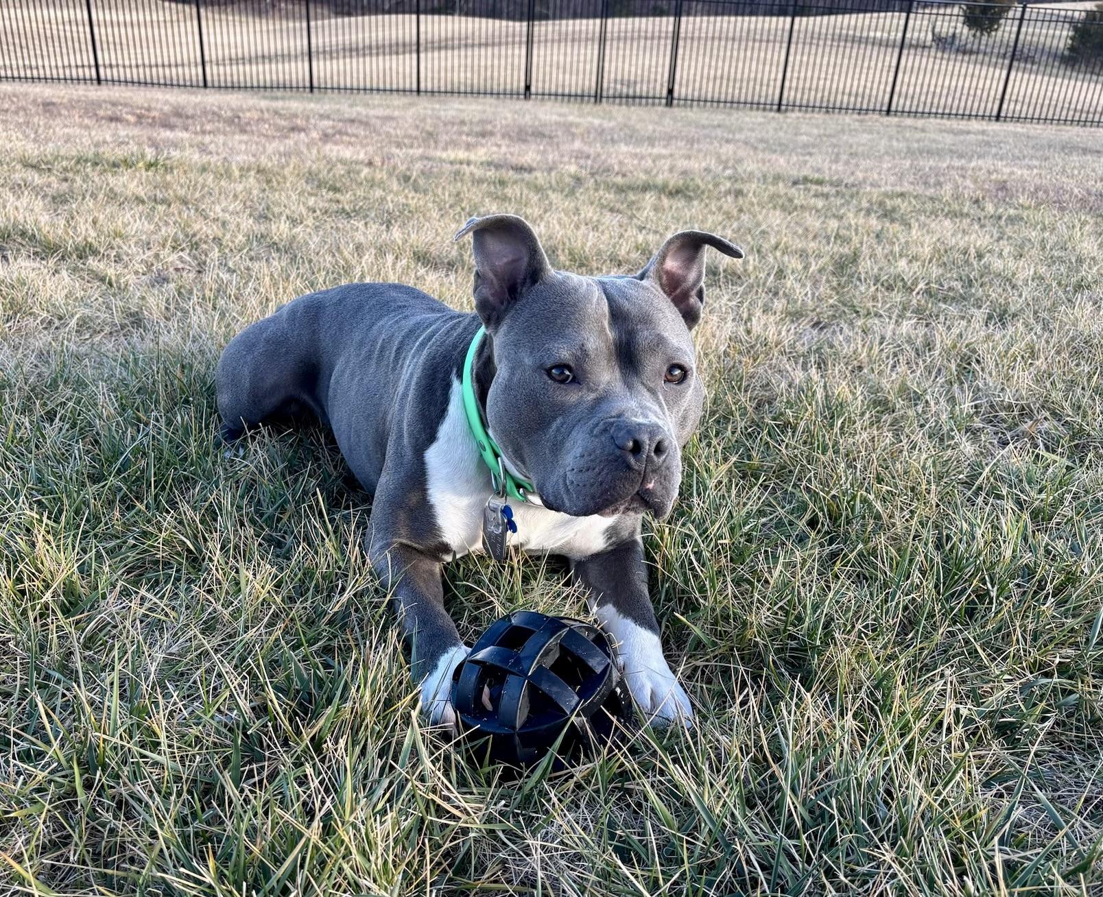 Fig, Adoptable, Adult Female Pit Bull Terrier.