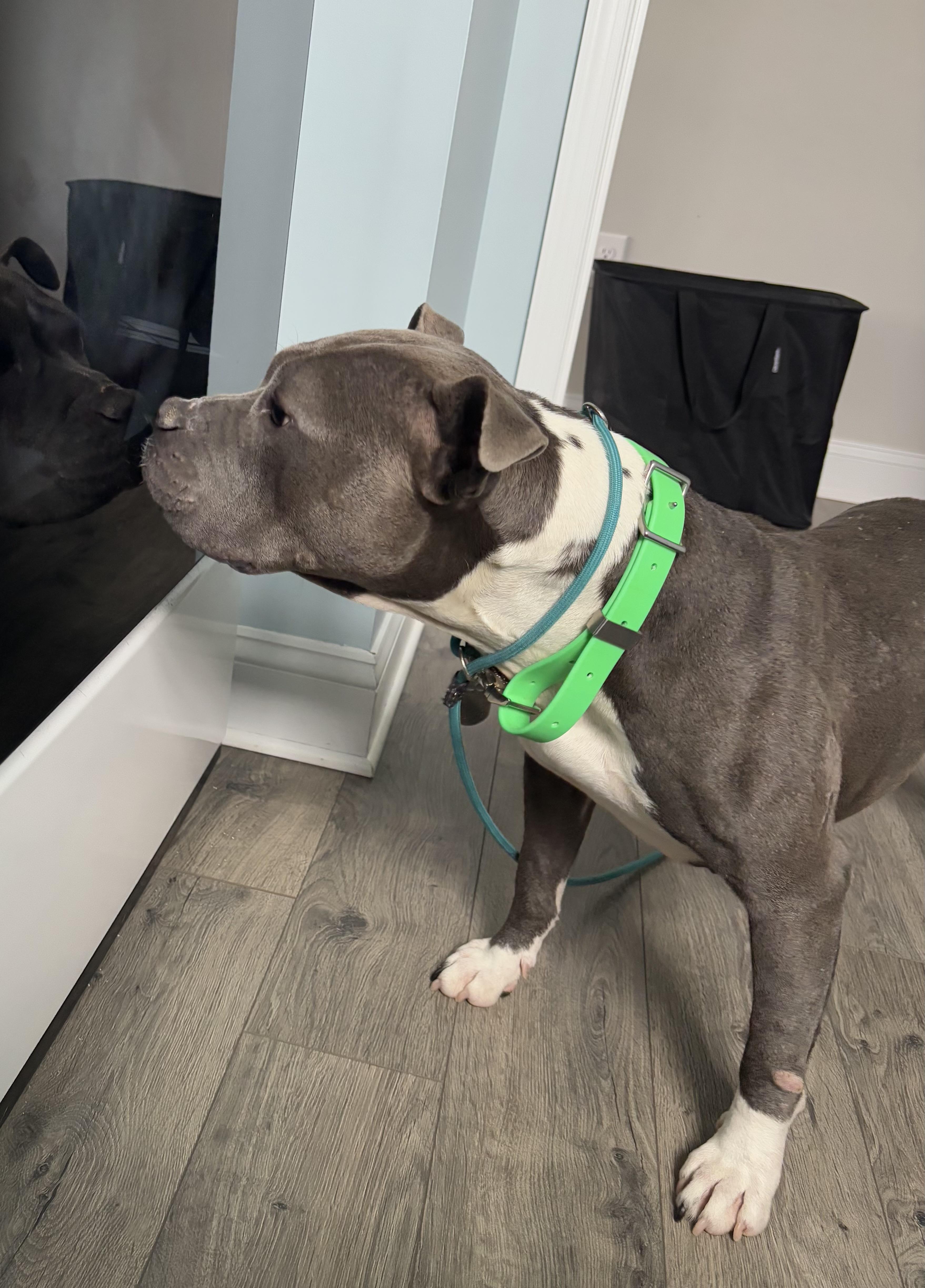 Enlarge Fig, a Adoptable mixed breed in Alexandria, VA image 2/6