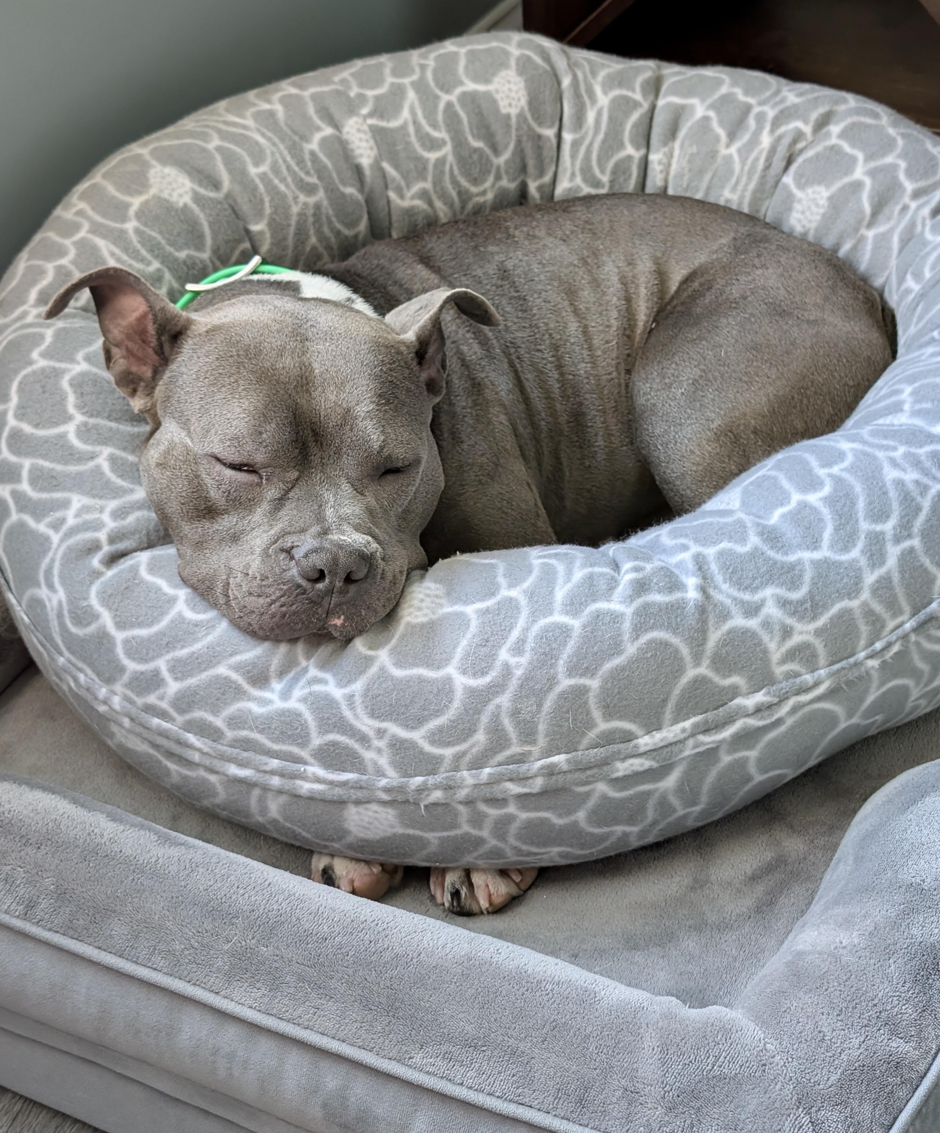 Enlarge Fig, a Adoptable mixed breed in Alexandria, VA image 3/6