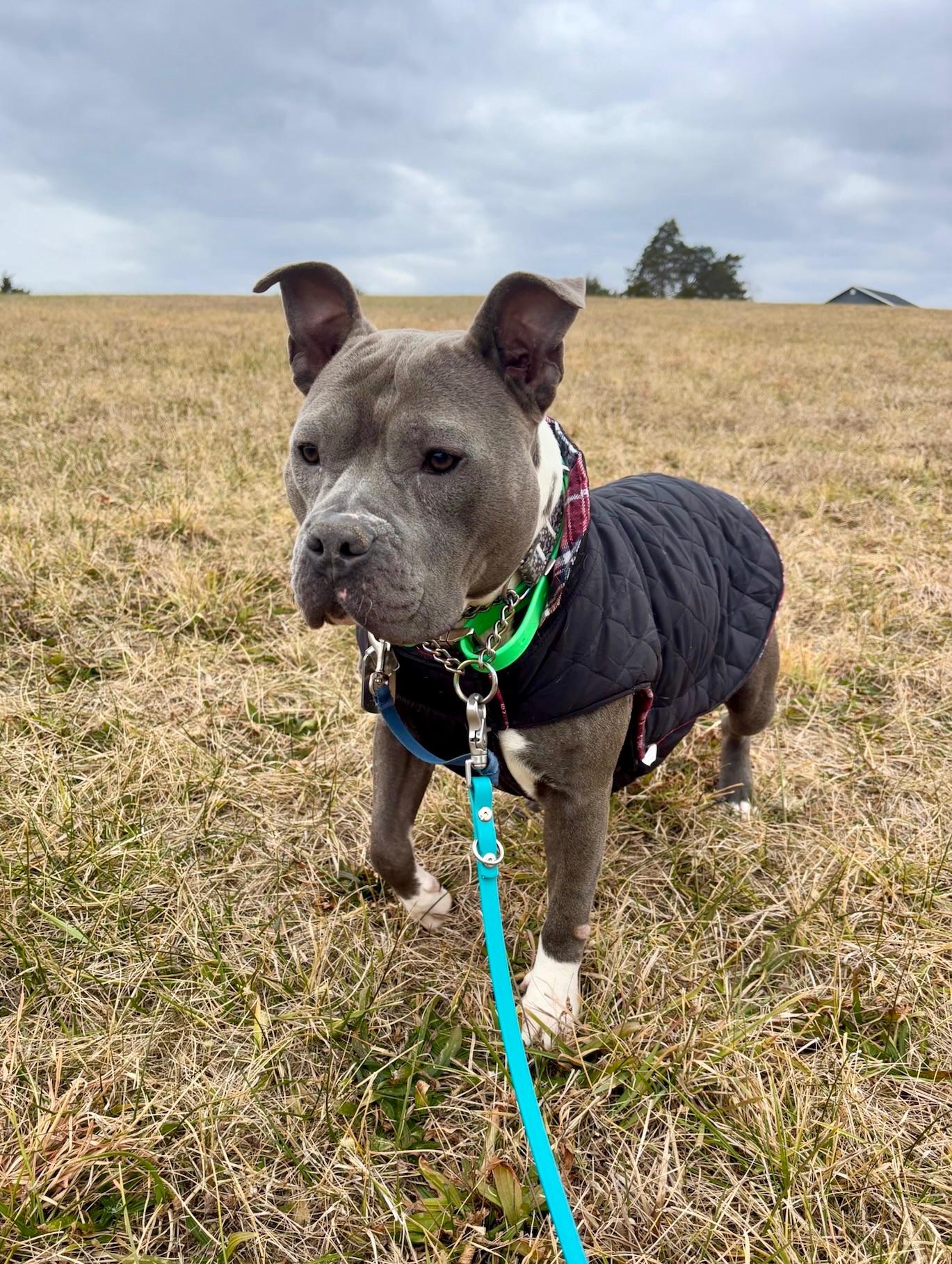 Enlarge Fig, a Adoptable mixed breed in Alexandria, VA image 4/6