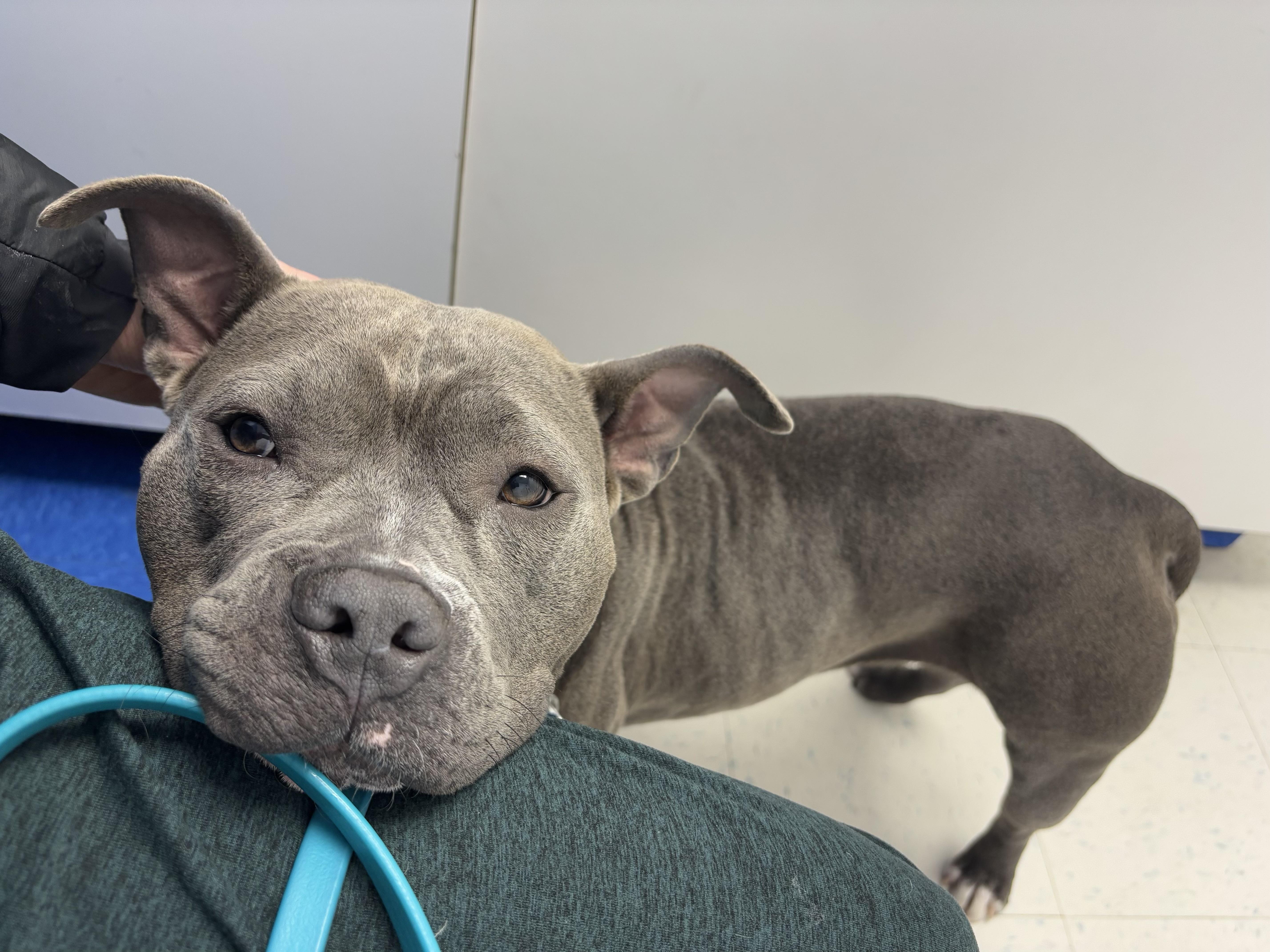 Enlarge Fig, a Adoptable mixed breed in Alexandria, VA image 5/6