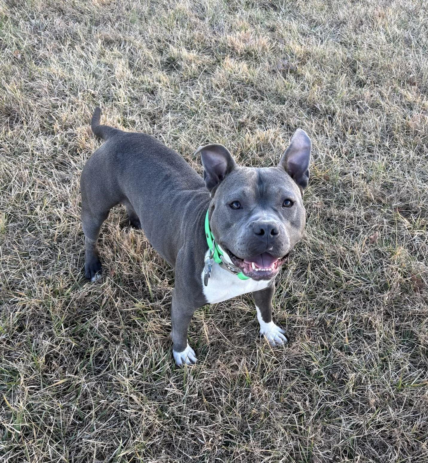 Enlarge Fig, a Adoptable mixed breed in Alexandria, VA image 6/6