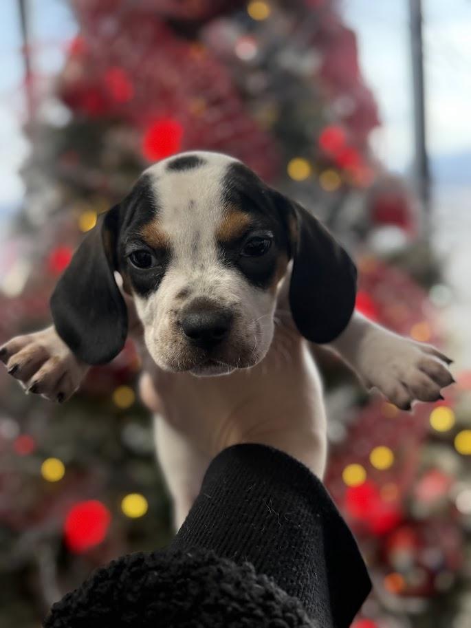 Hex, ADOPTABLE, Puppy Female Beagle.