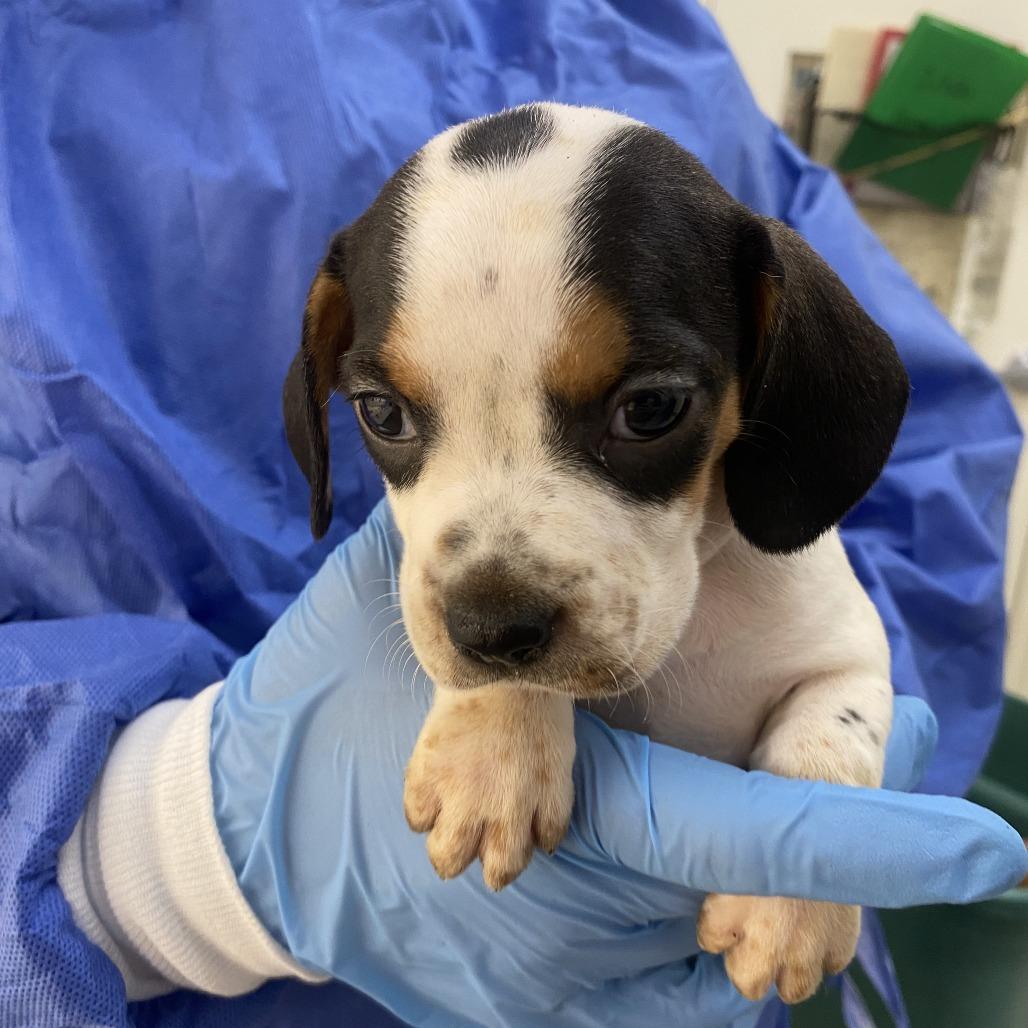 Enlarge Hex, a ADOPTABLE mixed breed in Shermans Dale, PA image 2/3