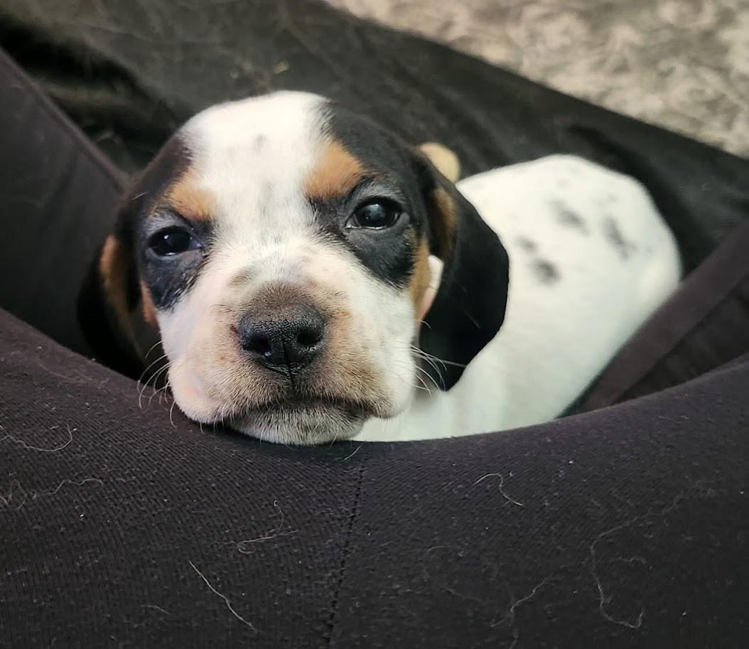 Enlarge Hex, a ADOPTABLE mixed breed in Shermans Dale, PA image 3/3