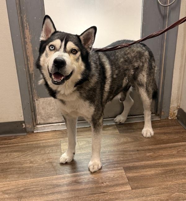 Moon, Adoptable, Adult Male Siberian Husky.