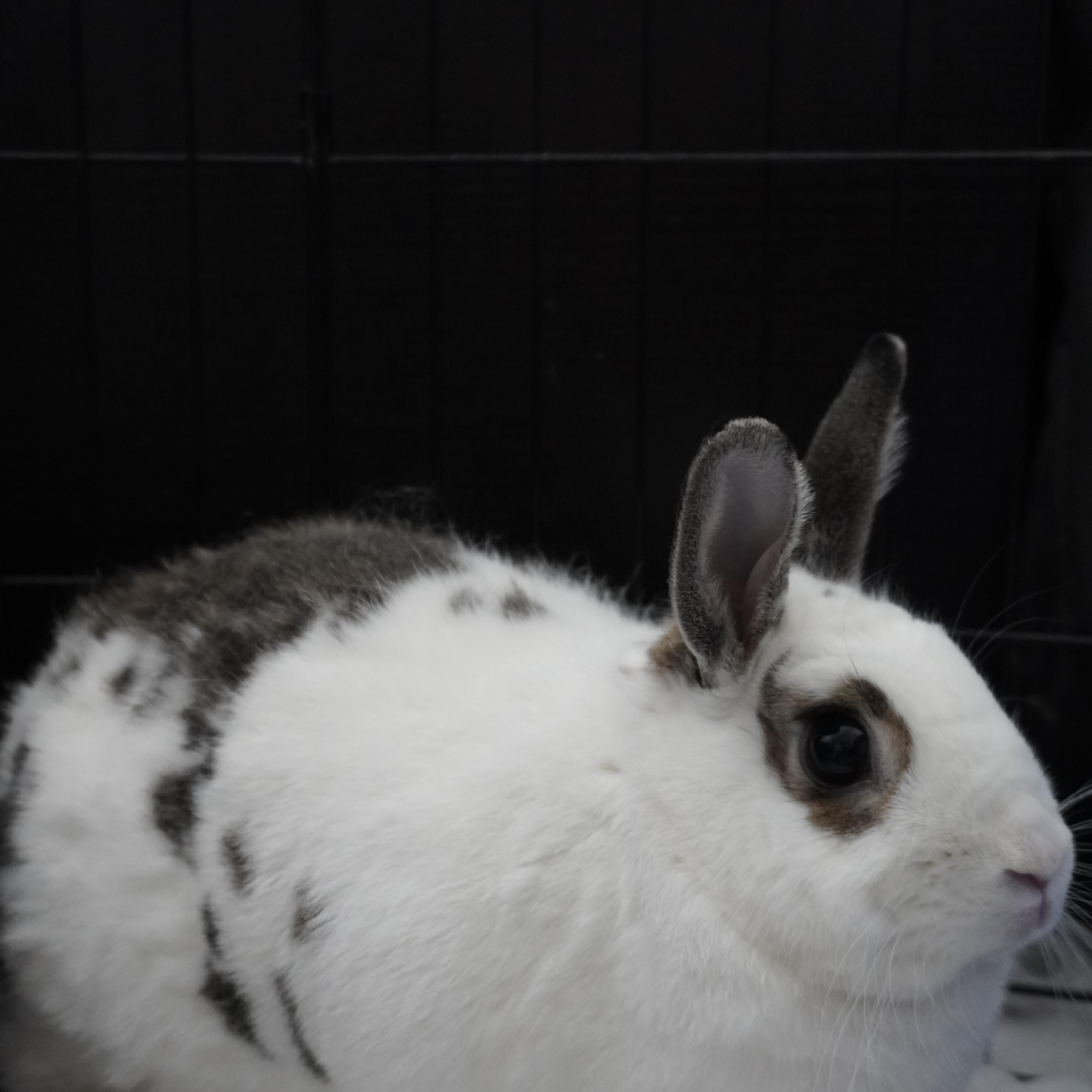 Enlarge Dumpling, a ADOPTABLE mixed breed in San Antonio, TX image 3/3