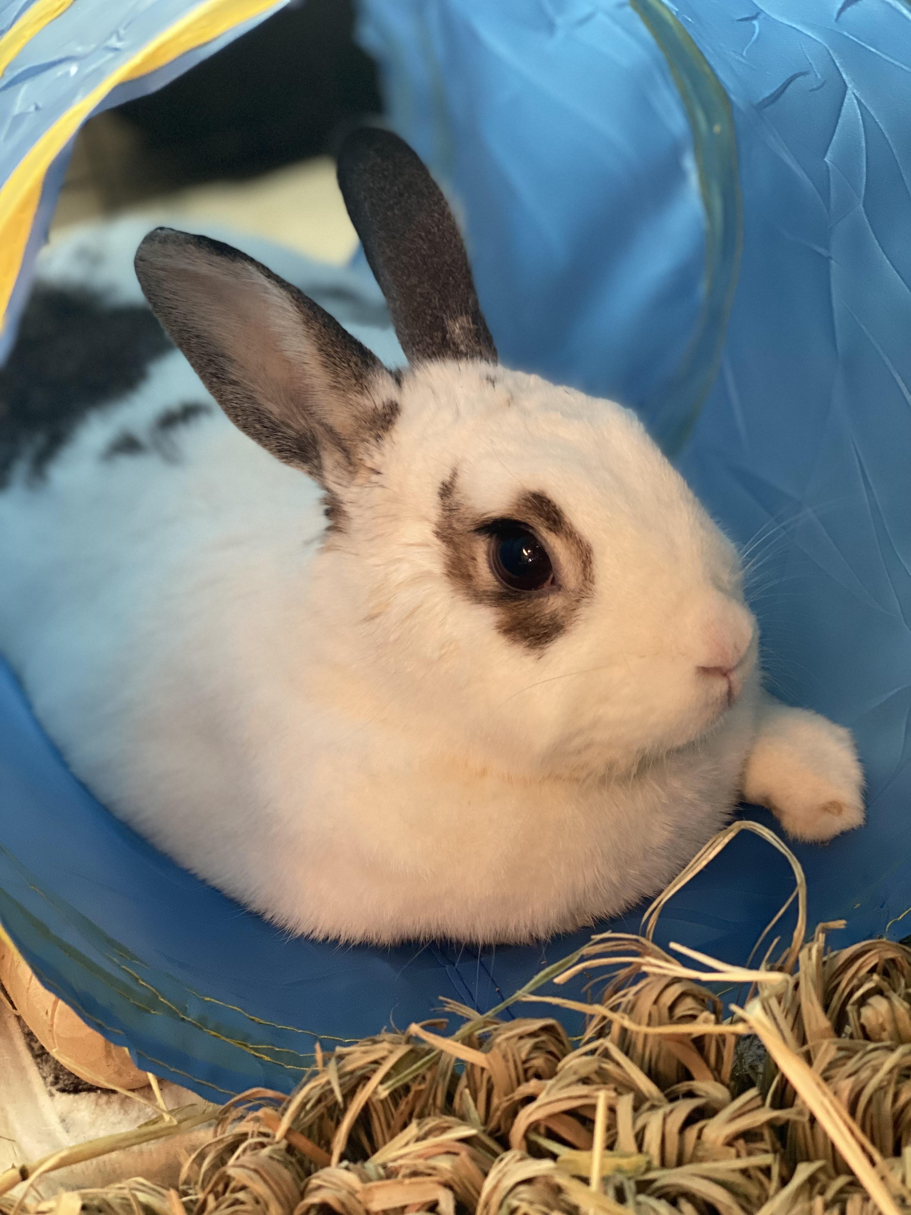 Enlarge Dumpling, a Adoptable mixed breed in San Antonio, TX image 2/3