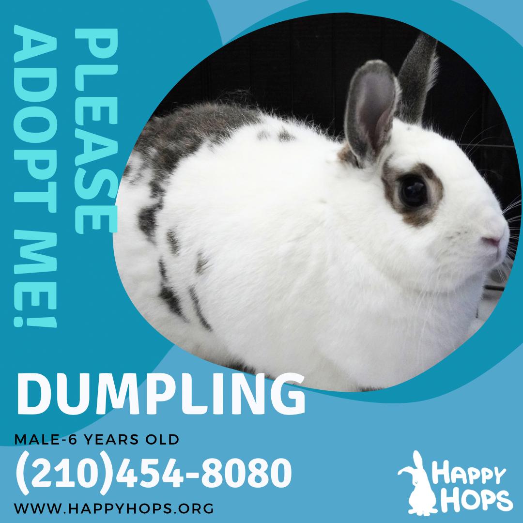 Enlarge Dumpling, a ADOPTABLE mixed breed in San Antonio, TX image 2/3