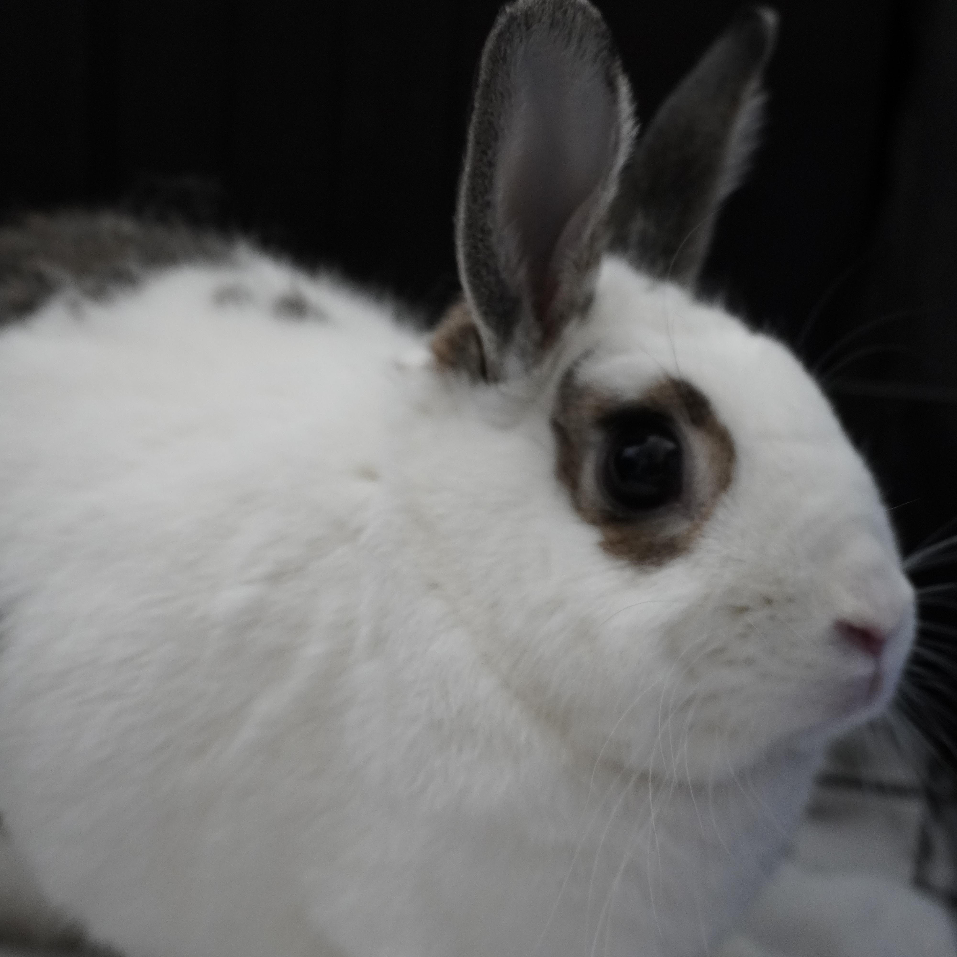 Enlarge Dumpling, a ADOPTABLE mixed breed in San Antonio, TX image 1/3