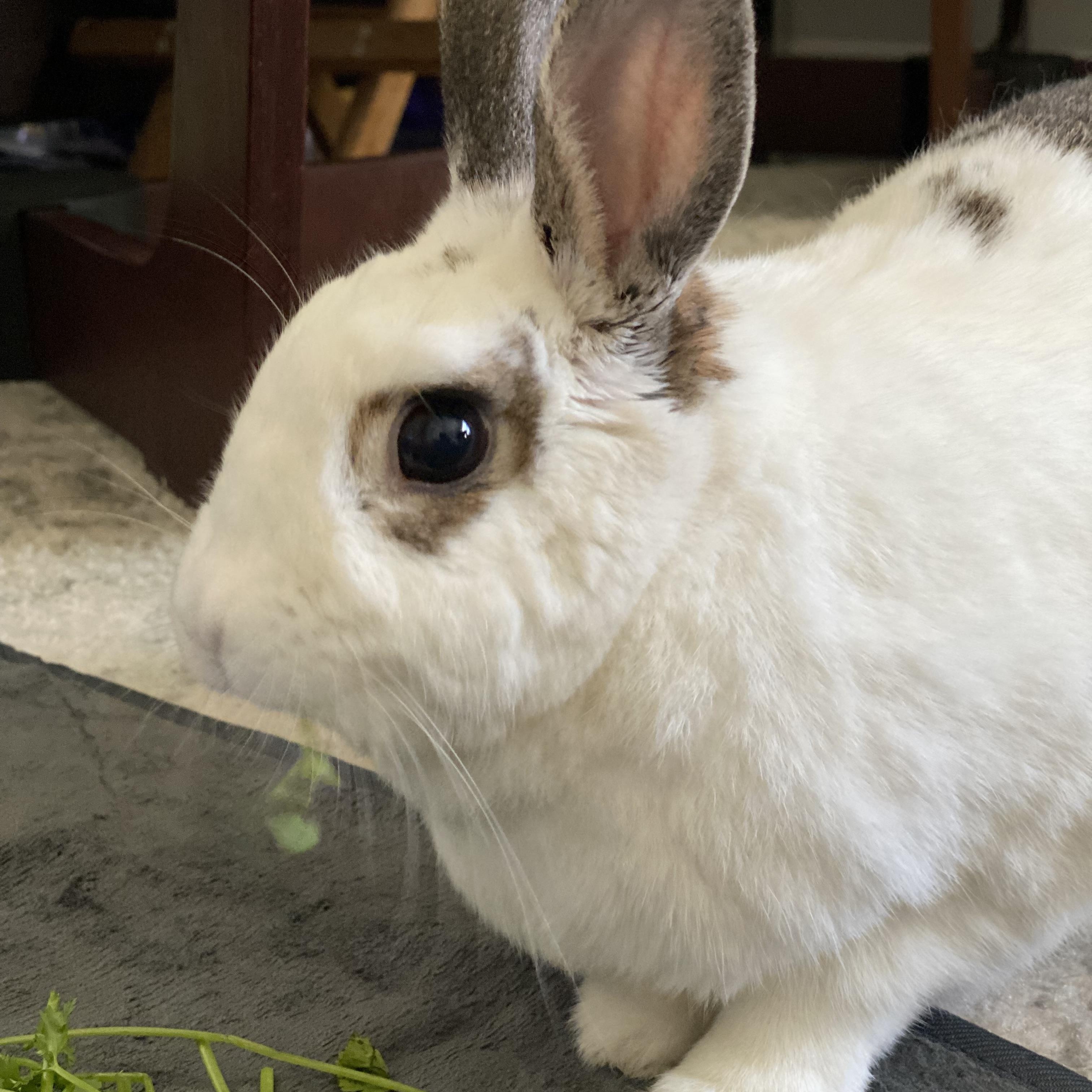 Enlarge Dumpling, a Adoptable mixed breed in San Antonio, TX image 3/3