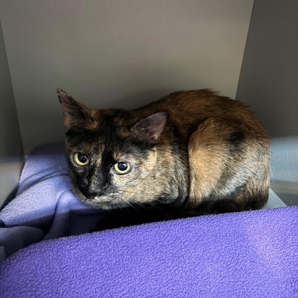Lightning, Adoptable, Adult Female Domestic Short Hair.
