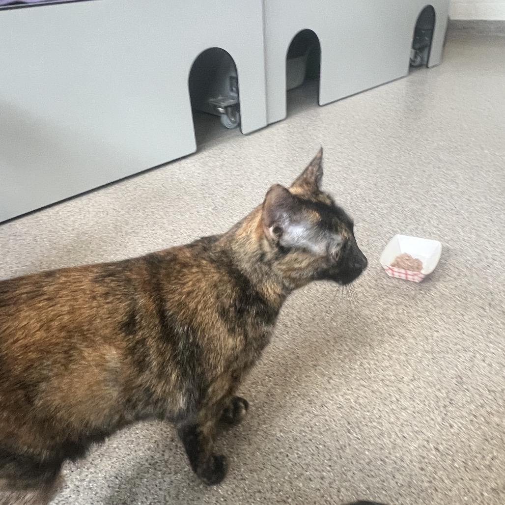 Enlarge Lightning, a Adoptable Domestic Short Hair in Sarasota, FL image 2/6