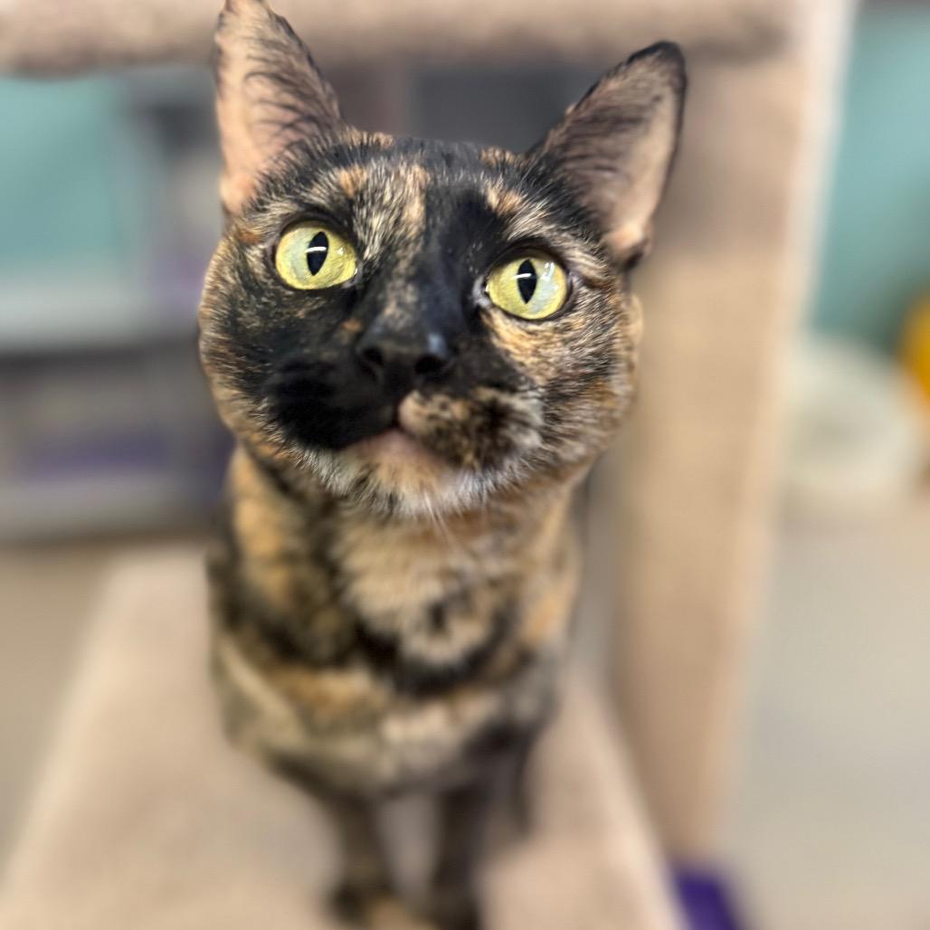 Enlarge Lightning, a Adoptable Domestic Short Hair in Sarasota, FL image 3/6