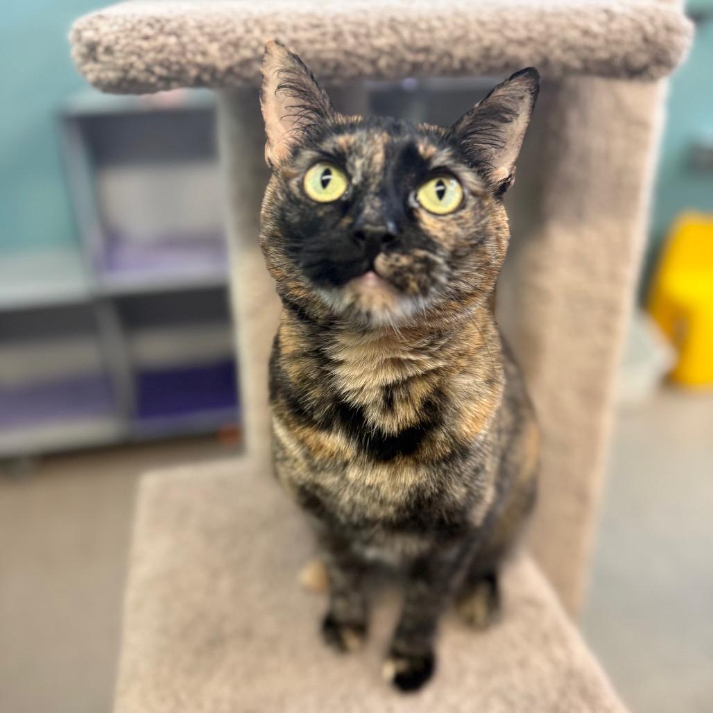 Enlarge Lightning, a Adoptable Domestic Short Hair in Sarasota, FL image 4/6