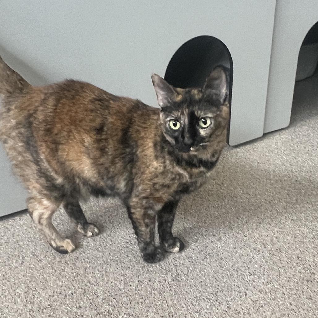 Enlarge Lightning, a Adoptable Domestic Short Hair in Sarasota, FL image 5/6