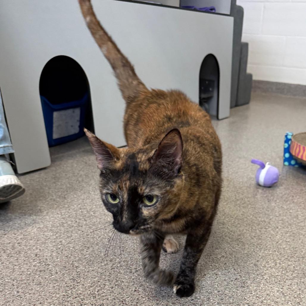 Enlarge Lightning, a Adoptable Domestic Short Hair in Sarasota, FL image 6/6