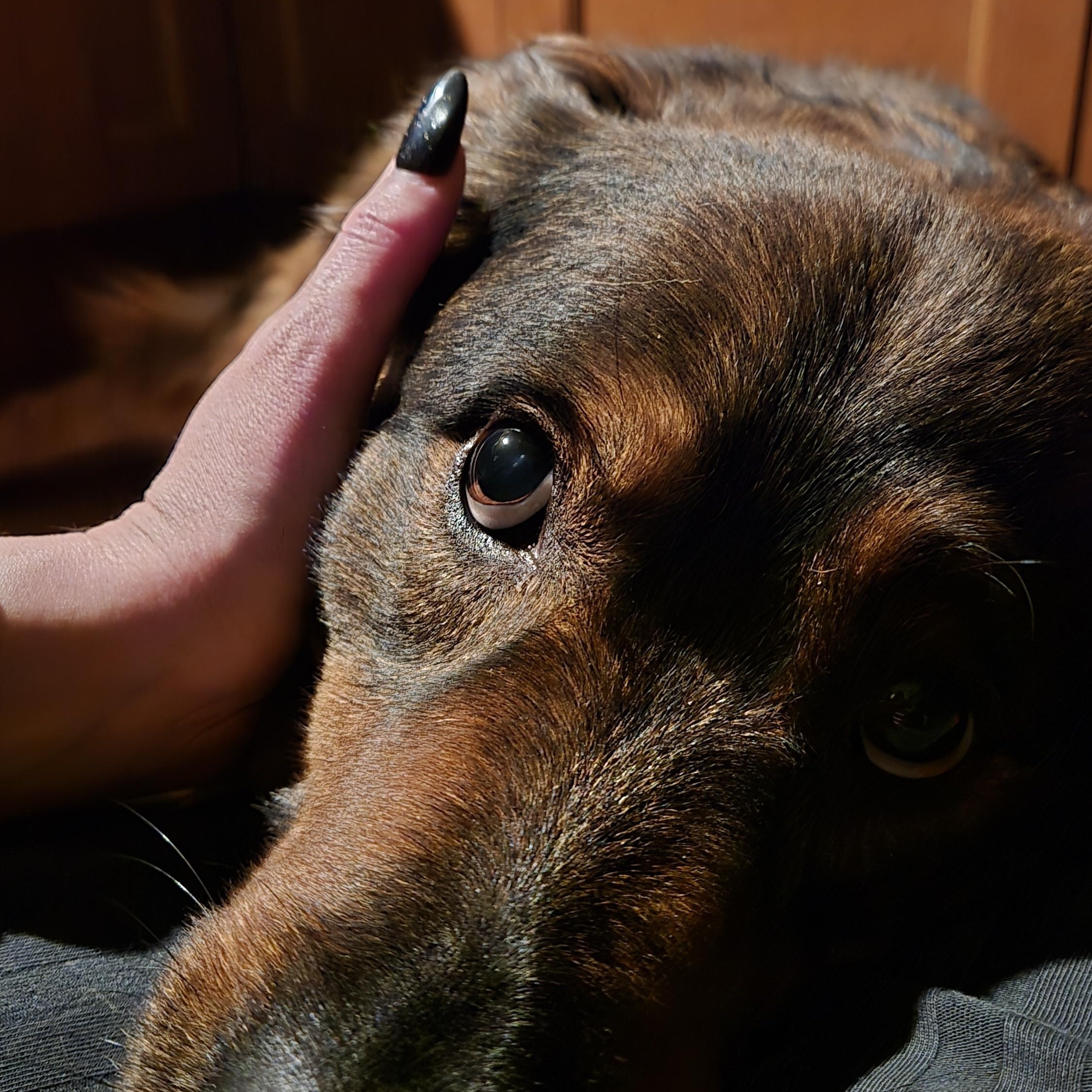 Dex, an adoptable German Shepherd Dog, Border Collie in Richmond Hill, ON, L4E 2M8 | Photo Image 3