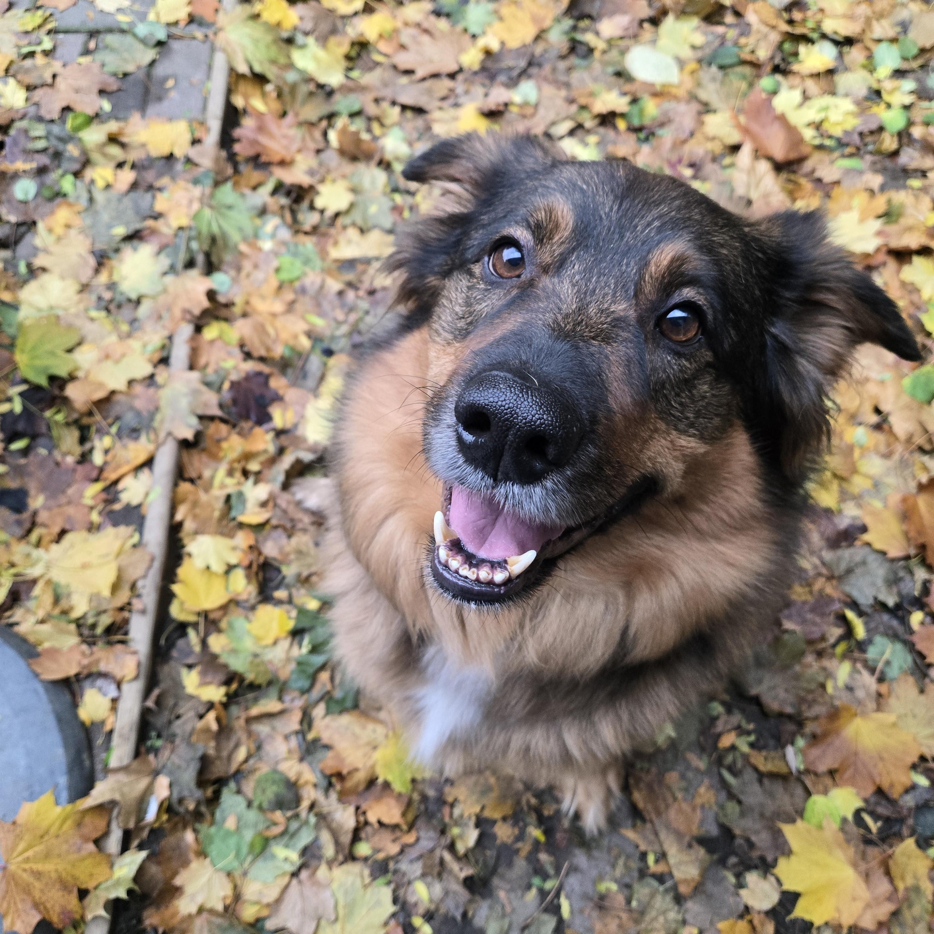 Dex, an adoptable German Shepherd Dog, Border Collie in Richmond Hill, ON, L4E 2M8 | Photo Image 1