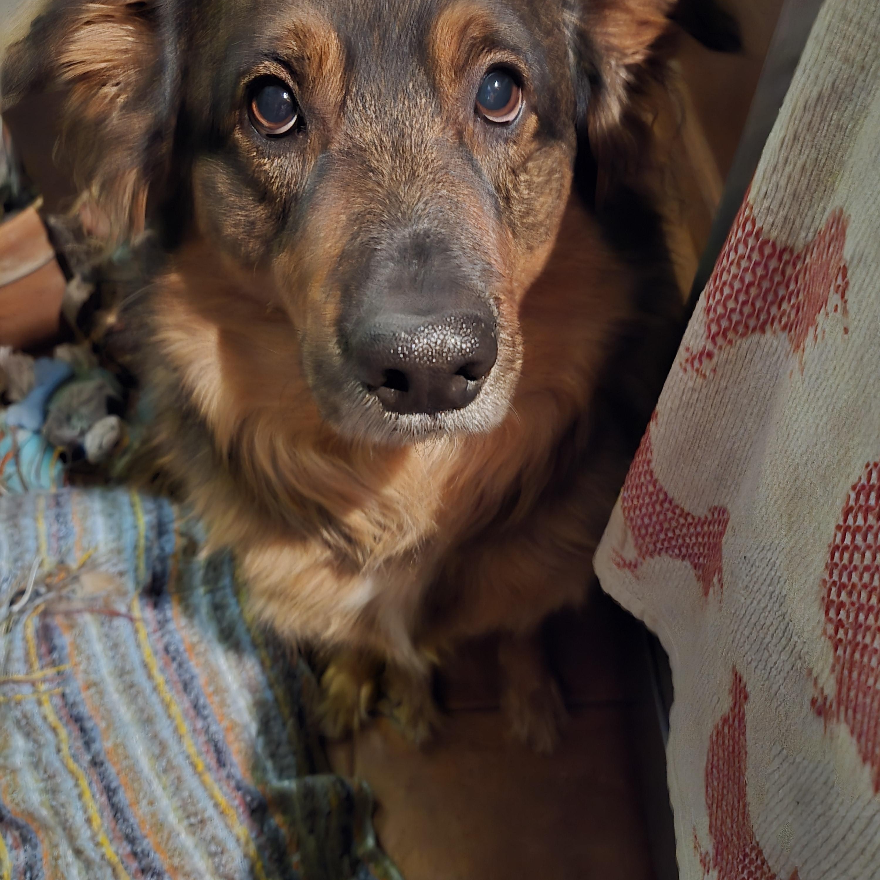 Dex, an adoptable German Shepherd Dog, Border Collie in Richmond Hill, ON, L4E 2M8 | Photo Image 5