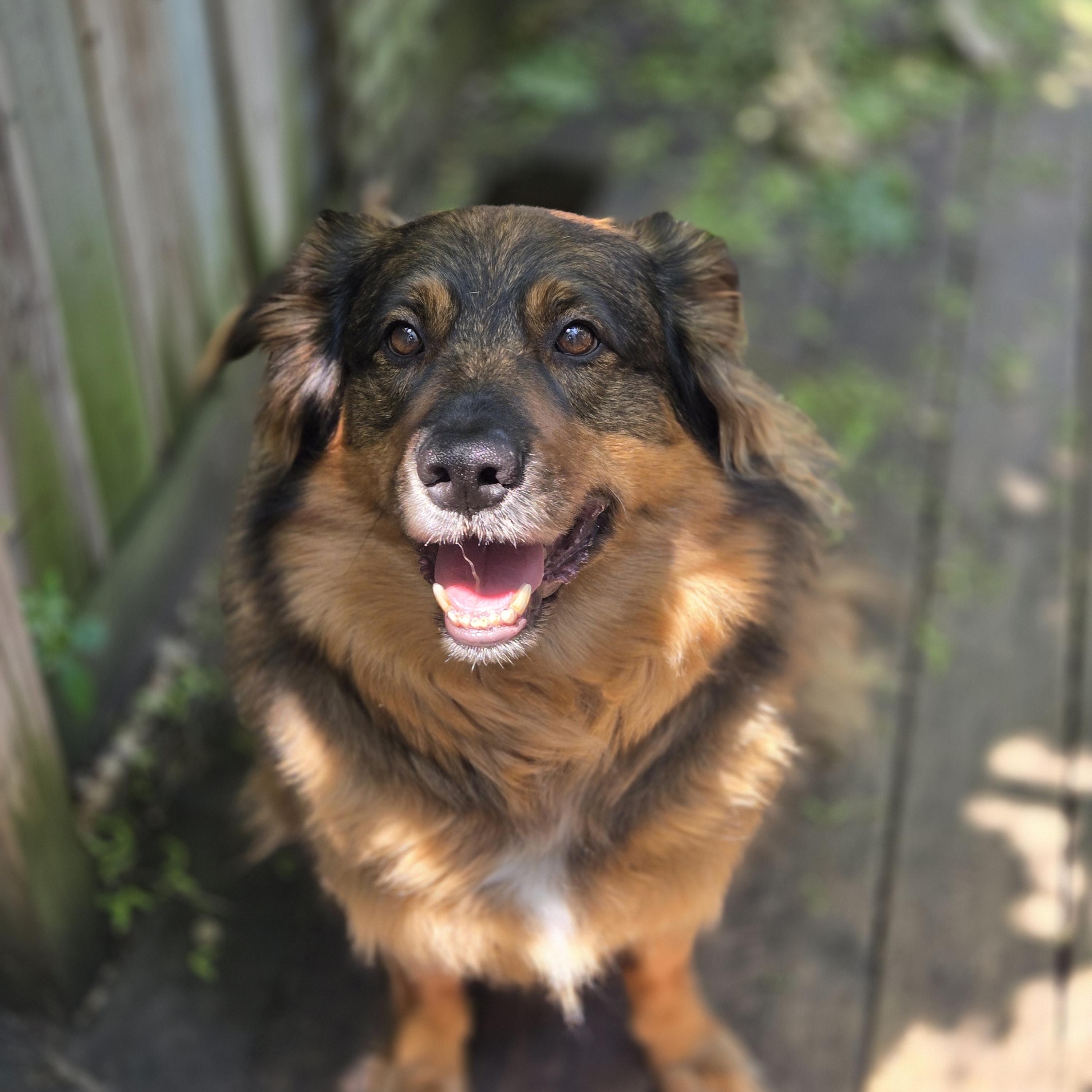 Dex, an adoptable German Shepherd Dog, Border Collie in Richmond Hill, ON, L4E 2M8 | Photo Image 4