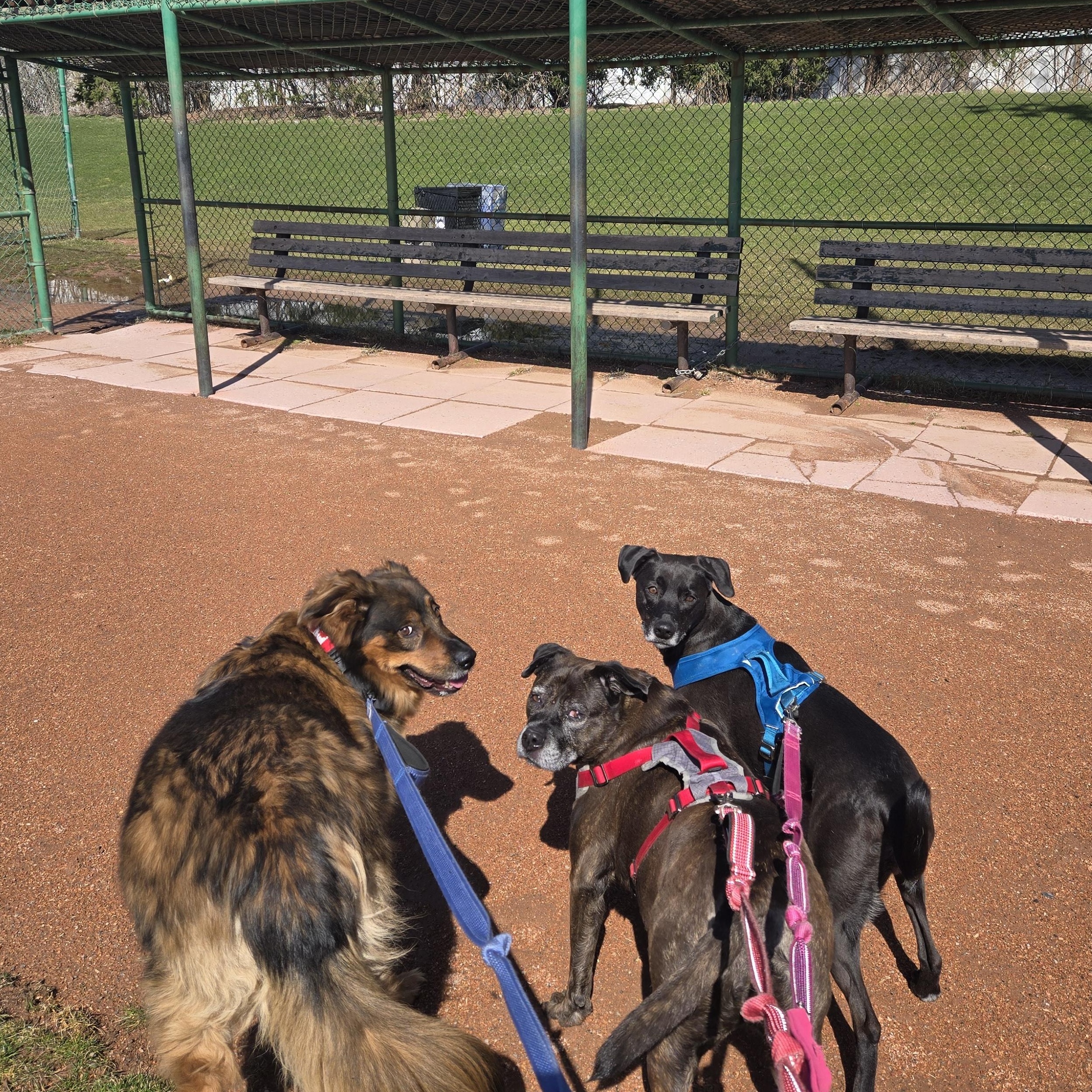 Dex, an adoptable German Shepherd Dog, Border Collie in Richmond Hill, ON, L4E 2M8 | Photo Image 6