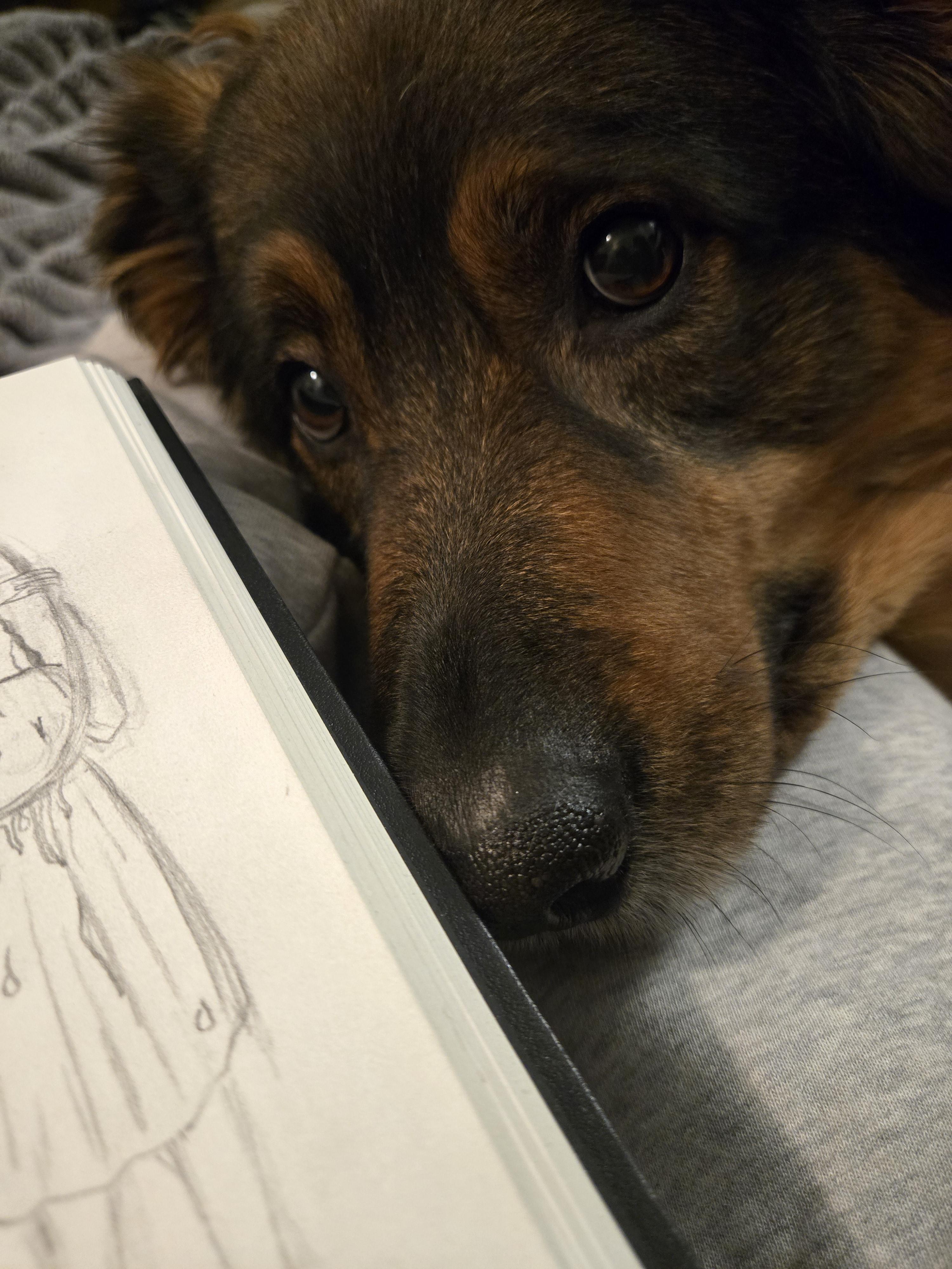 Dex, an adoptable German Shepherd Dog, Border Collie in Richmond Hill, ON, L4E 2M8 | Photo Image 2