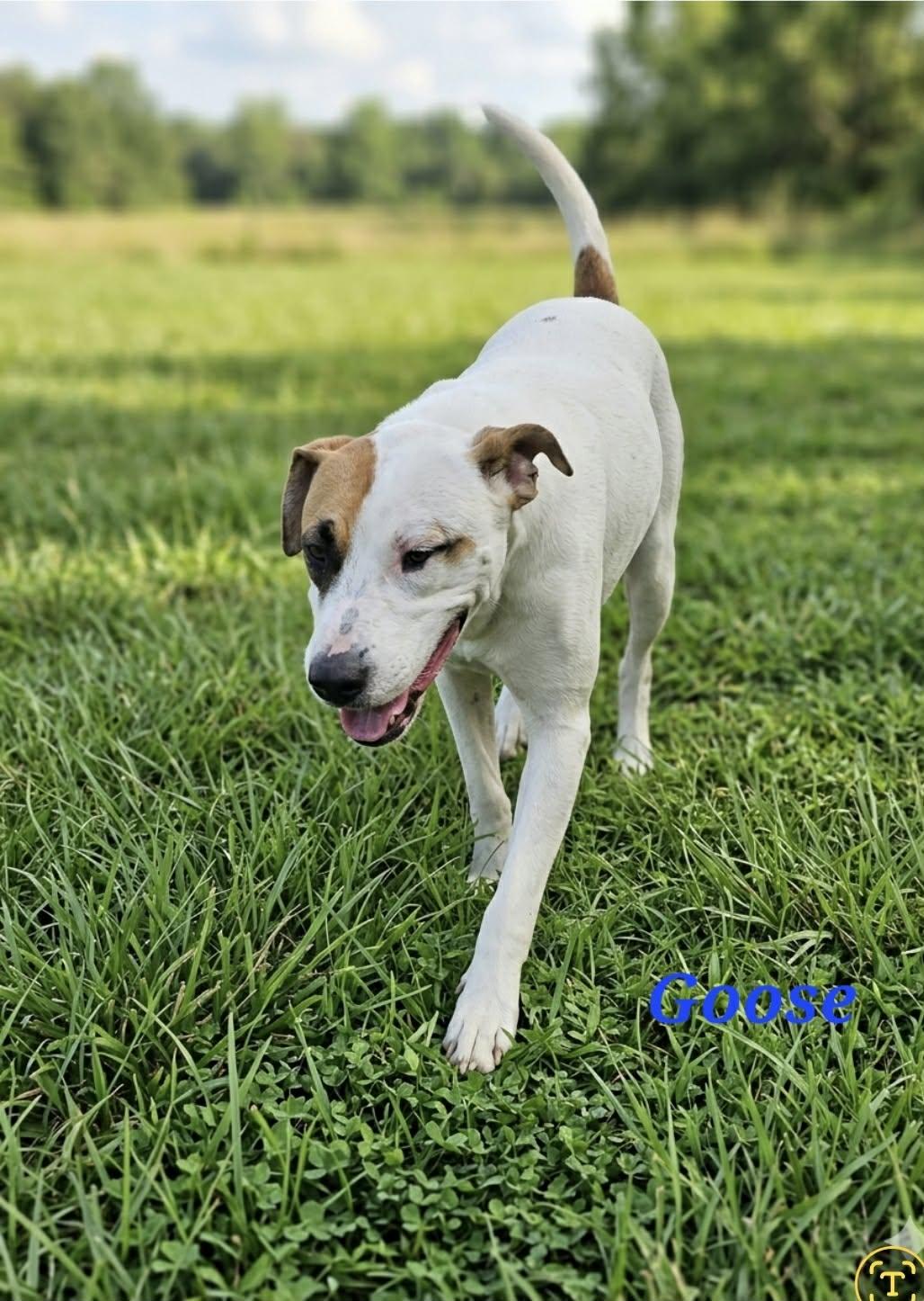 Enlarge Goose, a Adoptable mixed breed in Millbury, MA image 3/6